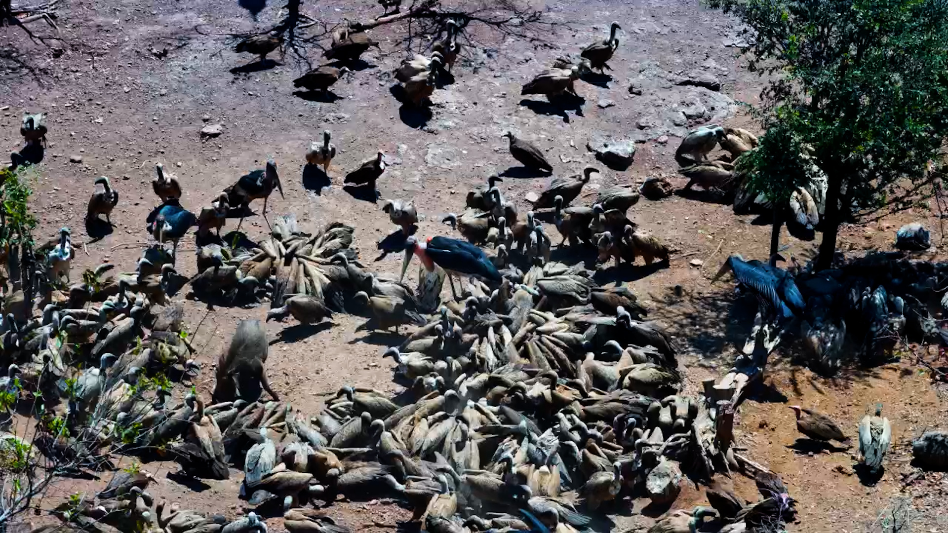 Vultures Leave Little Room at the Dinner Table