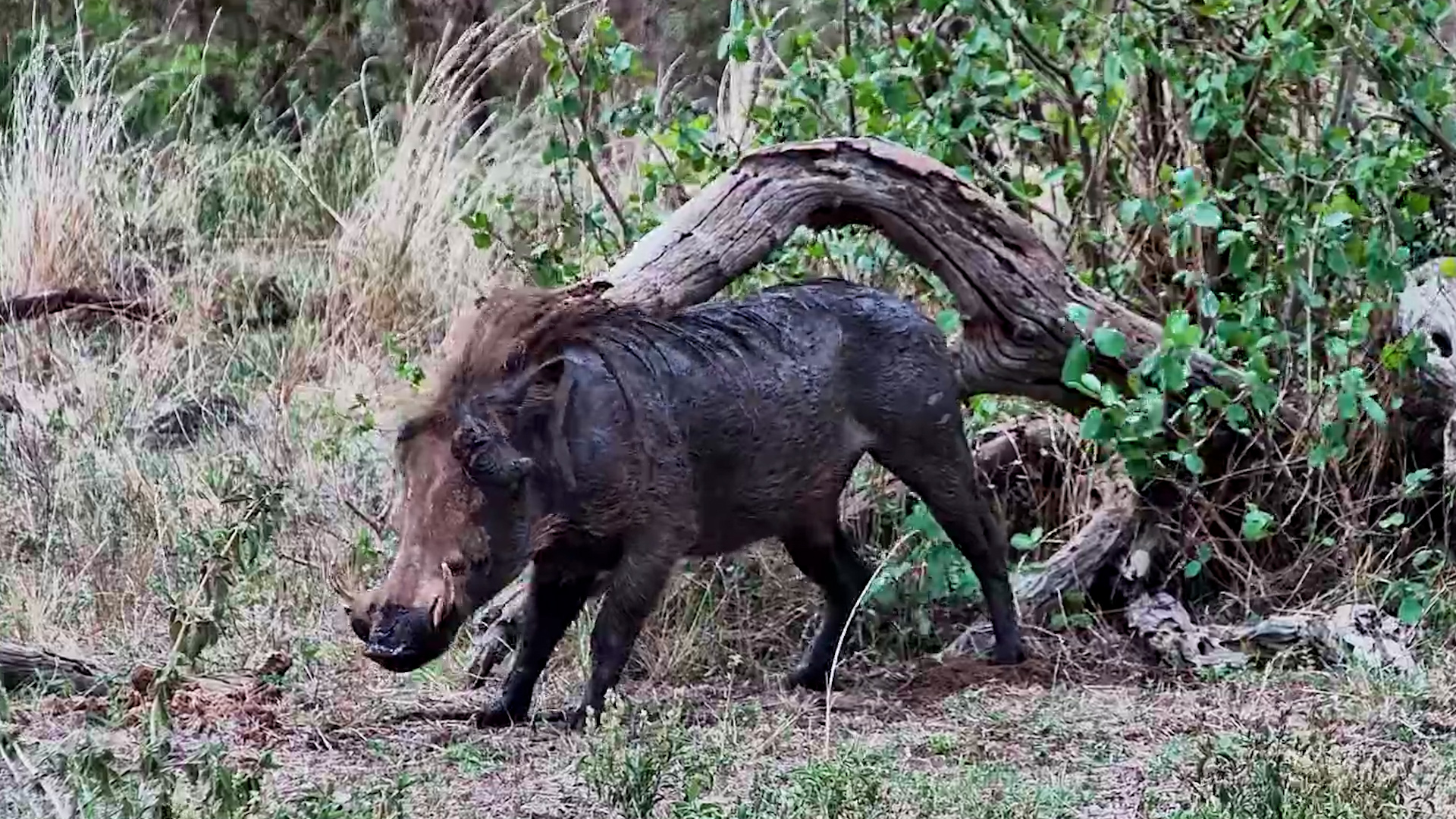 Warthog Finds the Perfect Spot for a Scratch