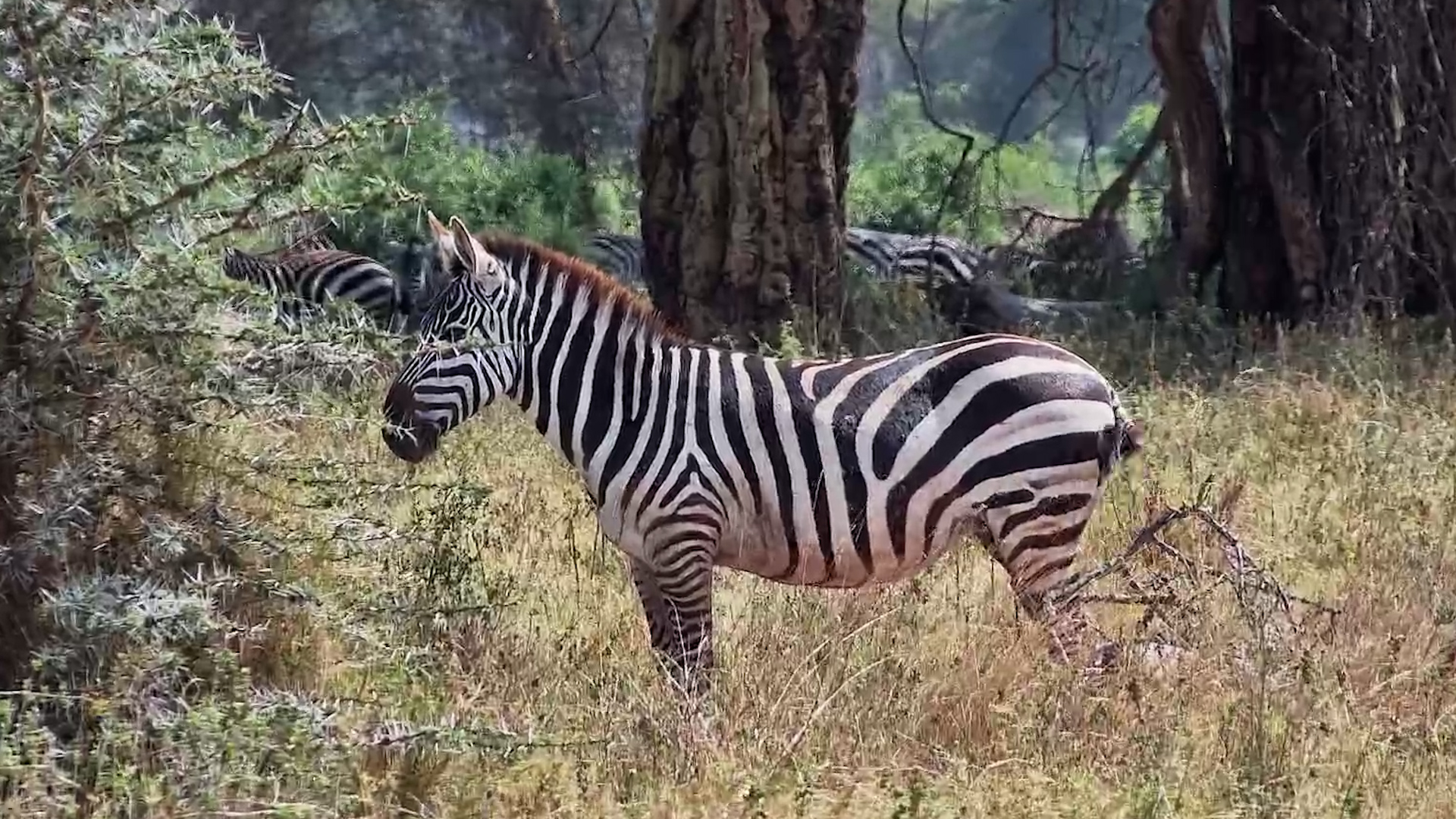Zebras Take It Easy at Angama Amboseli