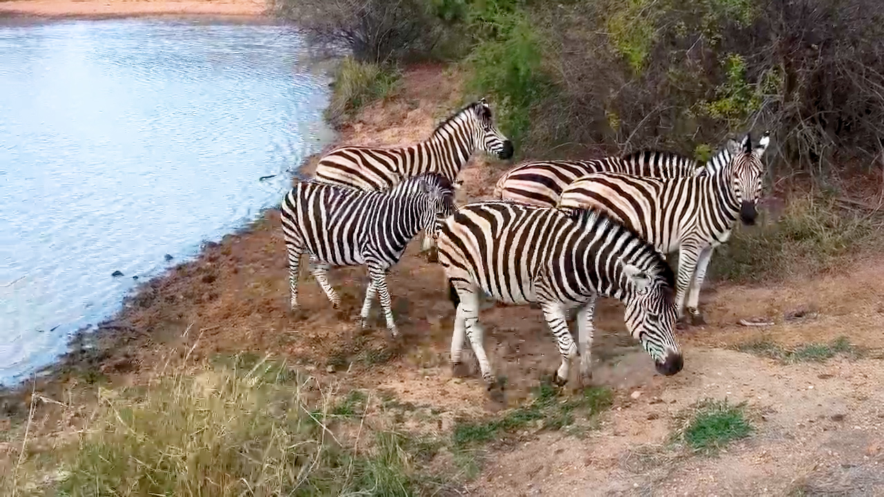 Zebras Keep Their Guard Up at Jabulani