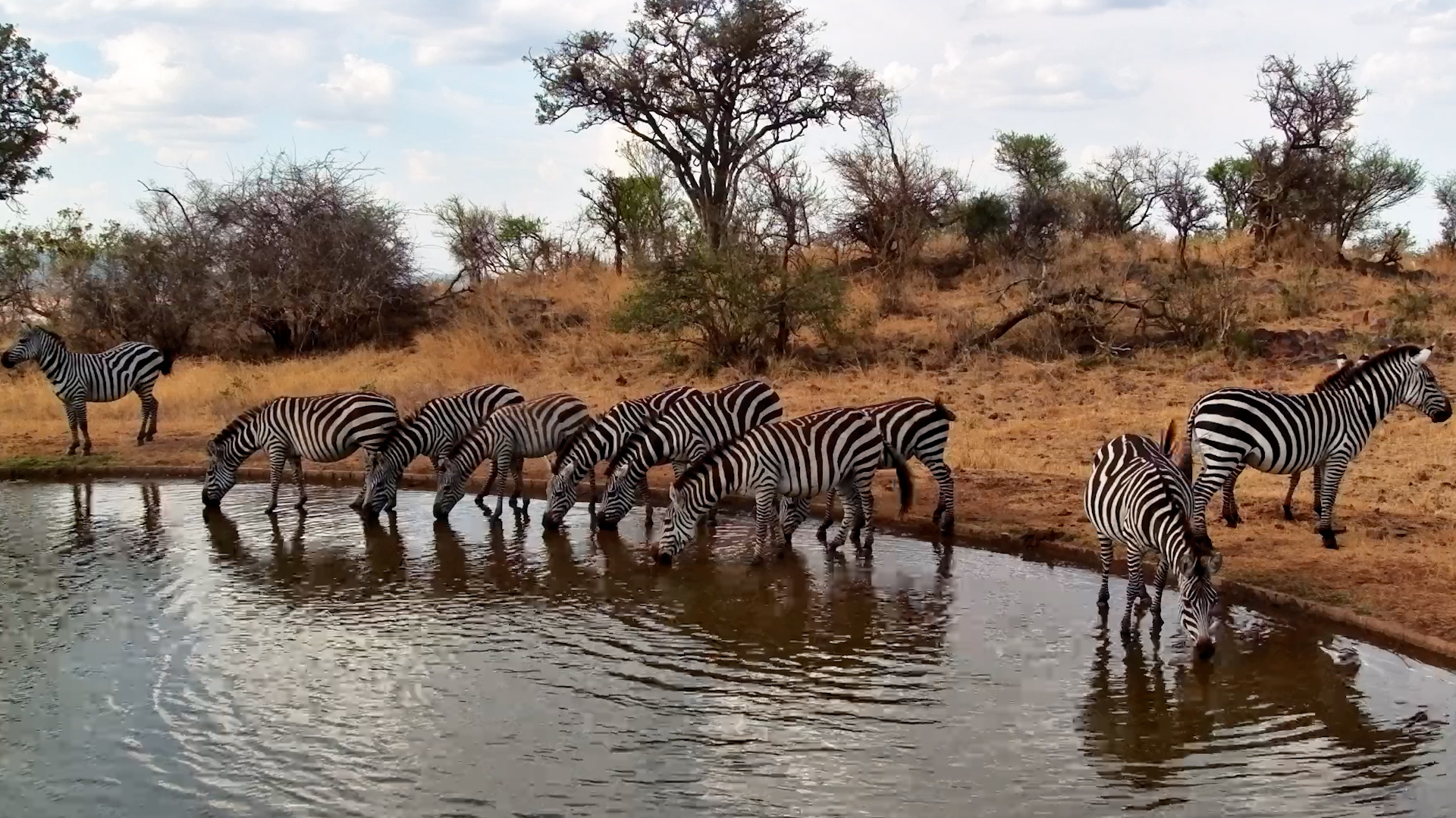 Zebras Line Up for a Drink in the Serengeti