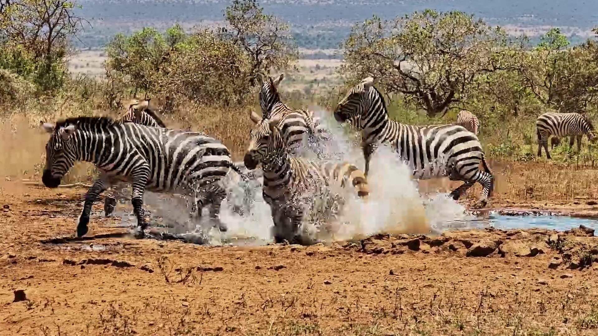 Zebras Kick Up a Storm at Campi ya Kanzi