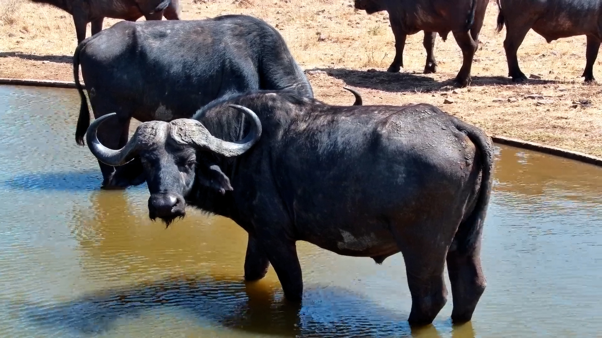 Buffalo Goes In for a Proper Drink