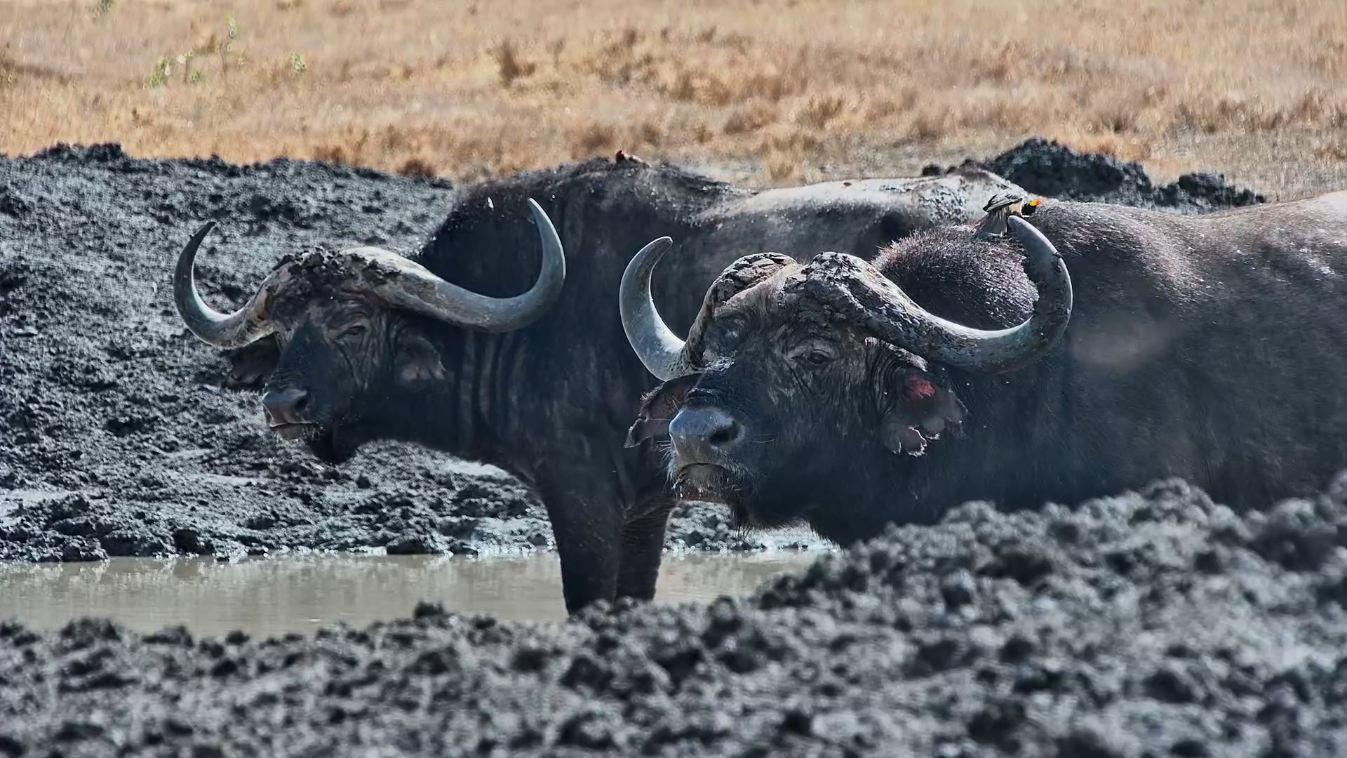Buffalo Bring Their Cleanup Crew Along