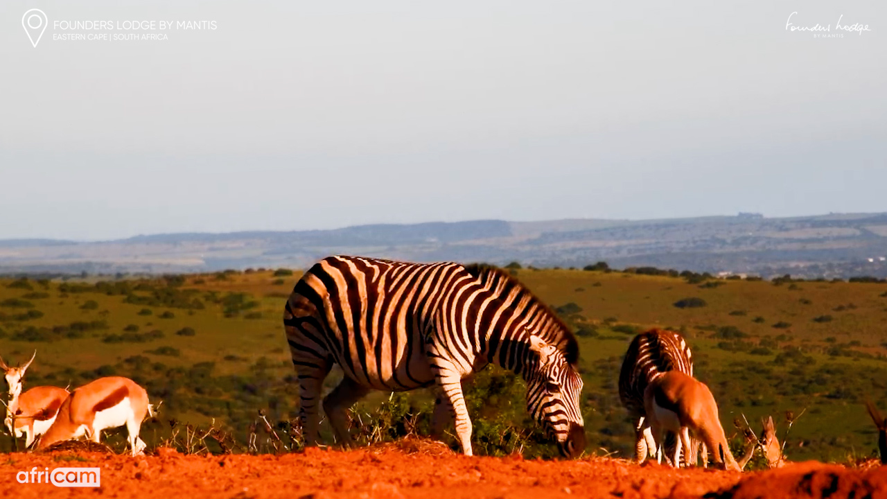 Sharing the Waterhole With the Neighbours