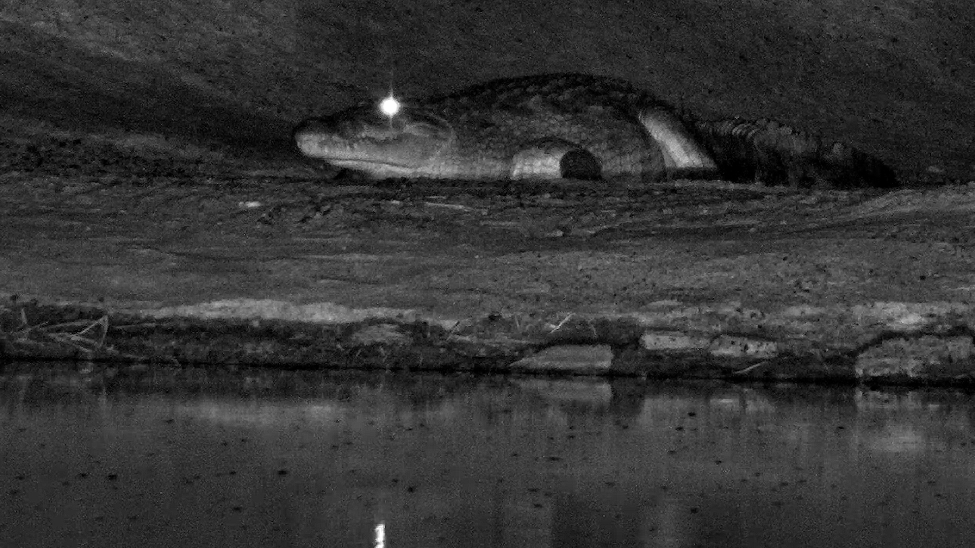 Crocodile Slips Away Into the Darkness