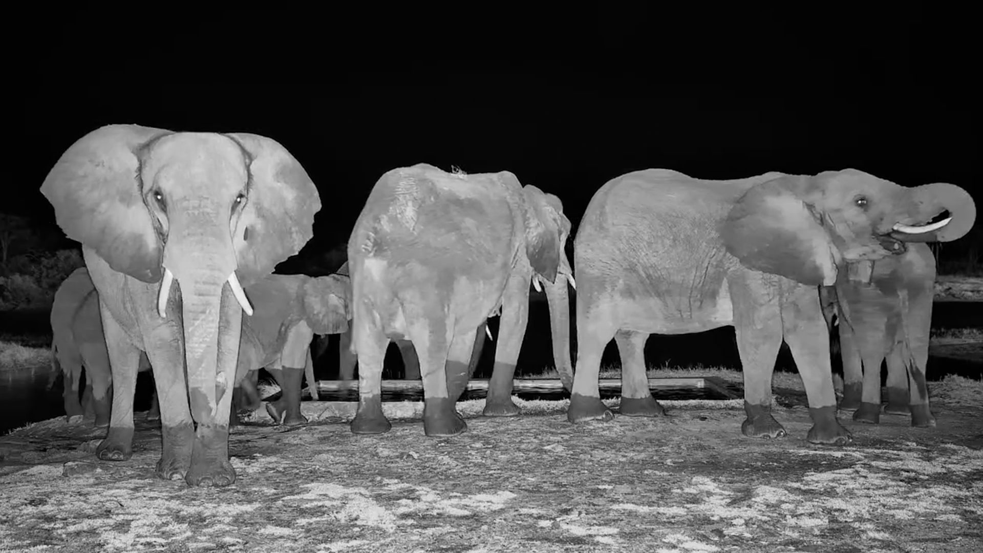 Elephants Arrive at the Hide After Dark