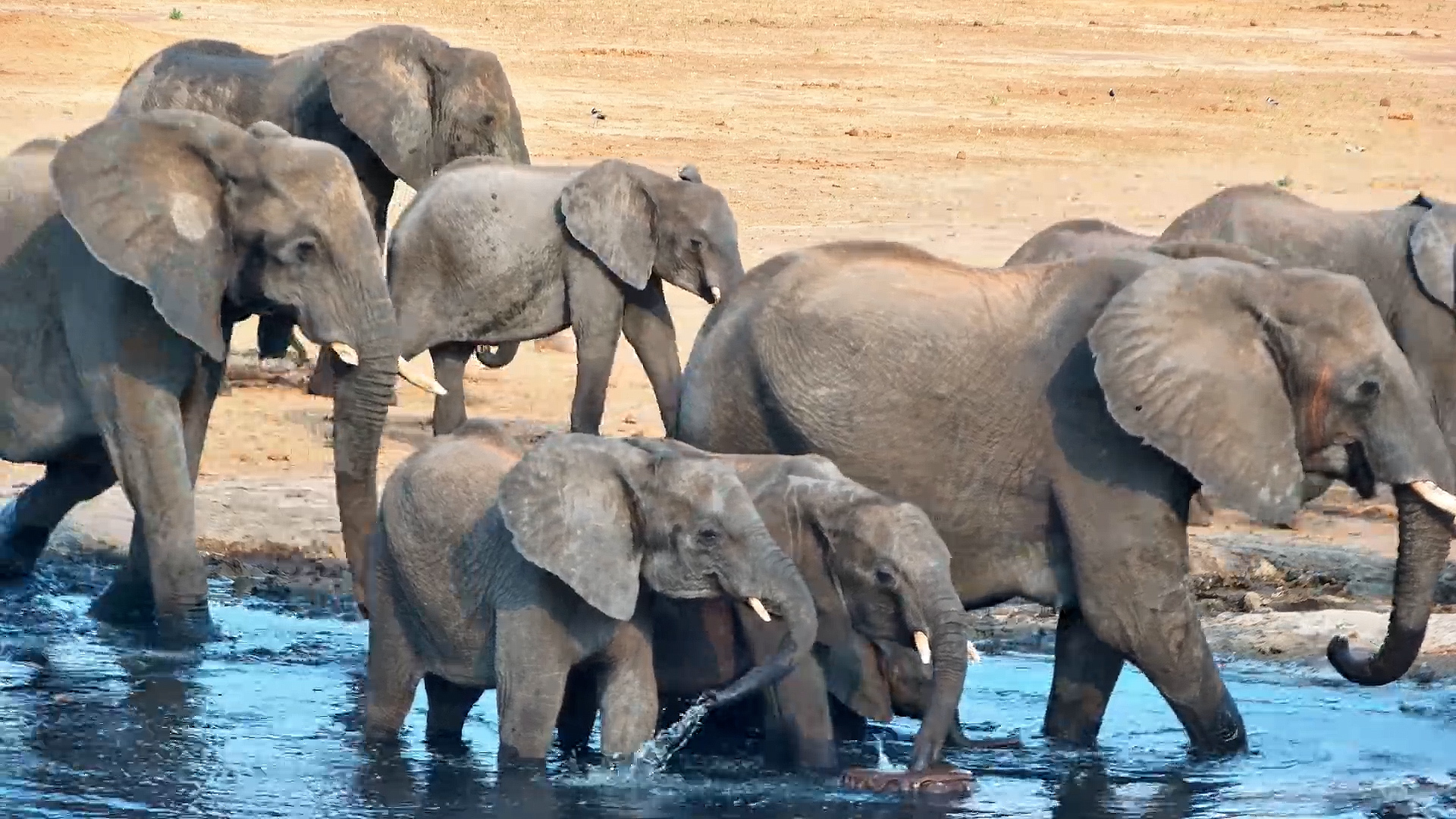 The Whole Herd Comes Down for a Drink