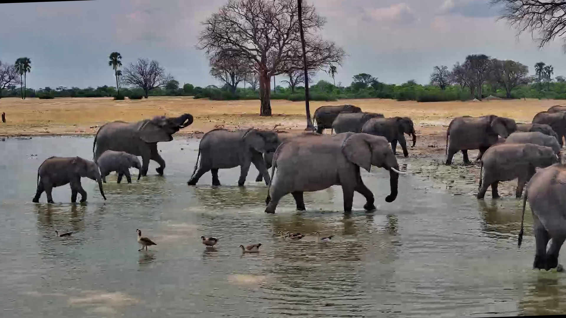 Elephants Take the Scenic Route Through the Waterhole