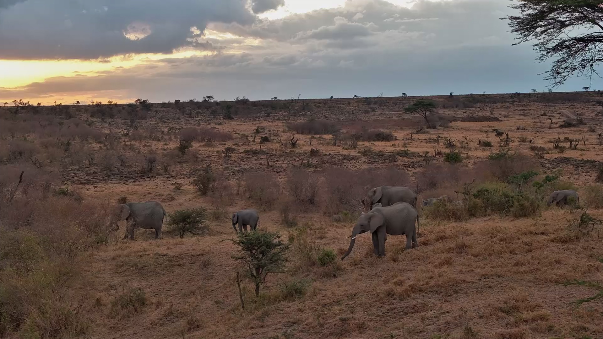 A Quiet Moment With the Elephants