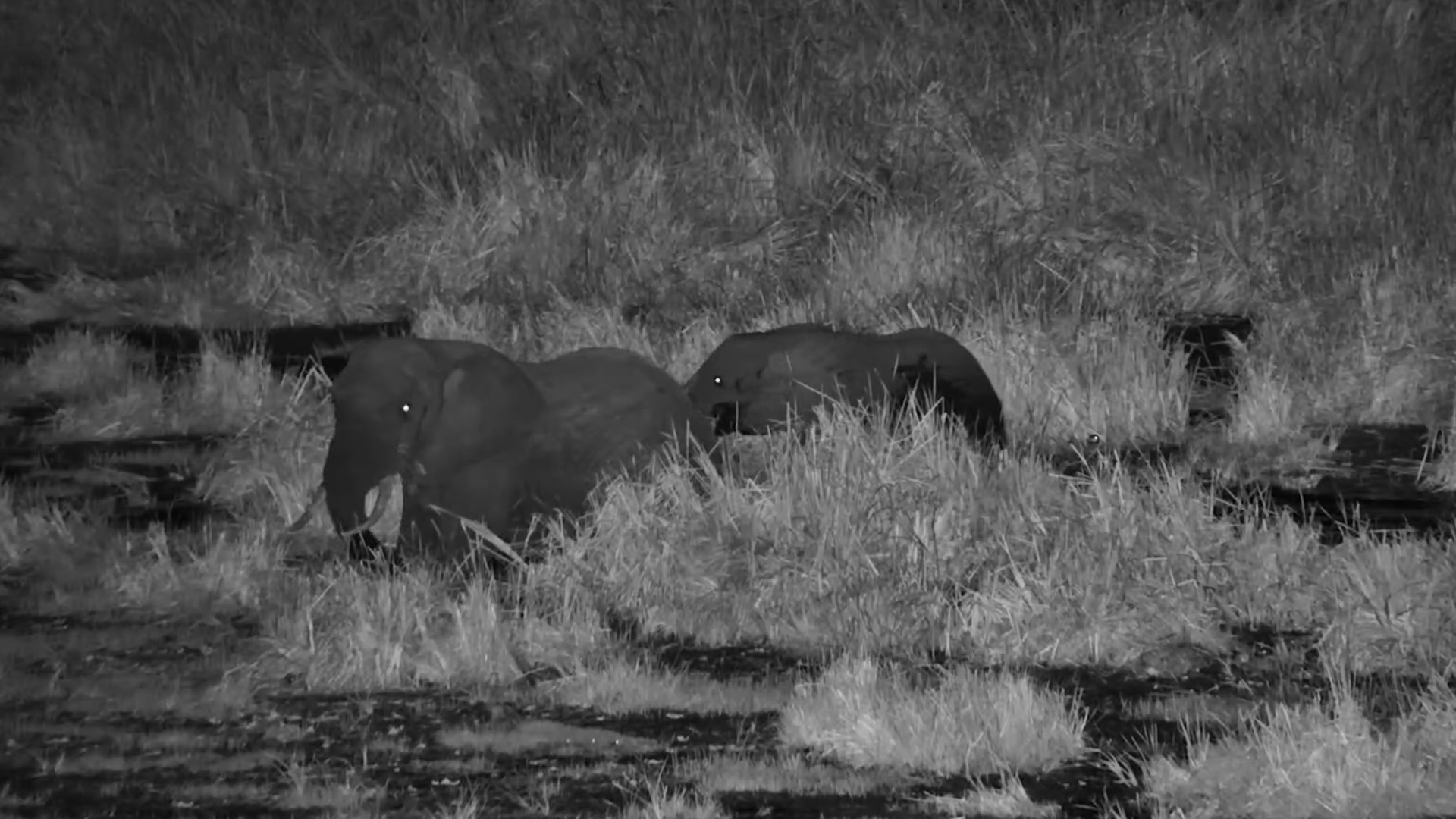 Elephants Wander Through the Wetlands