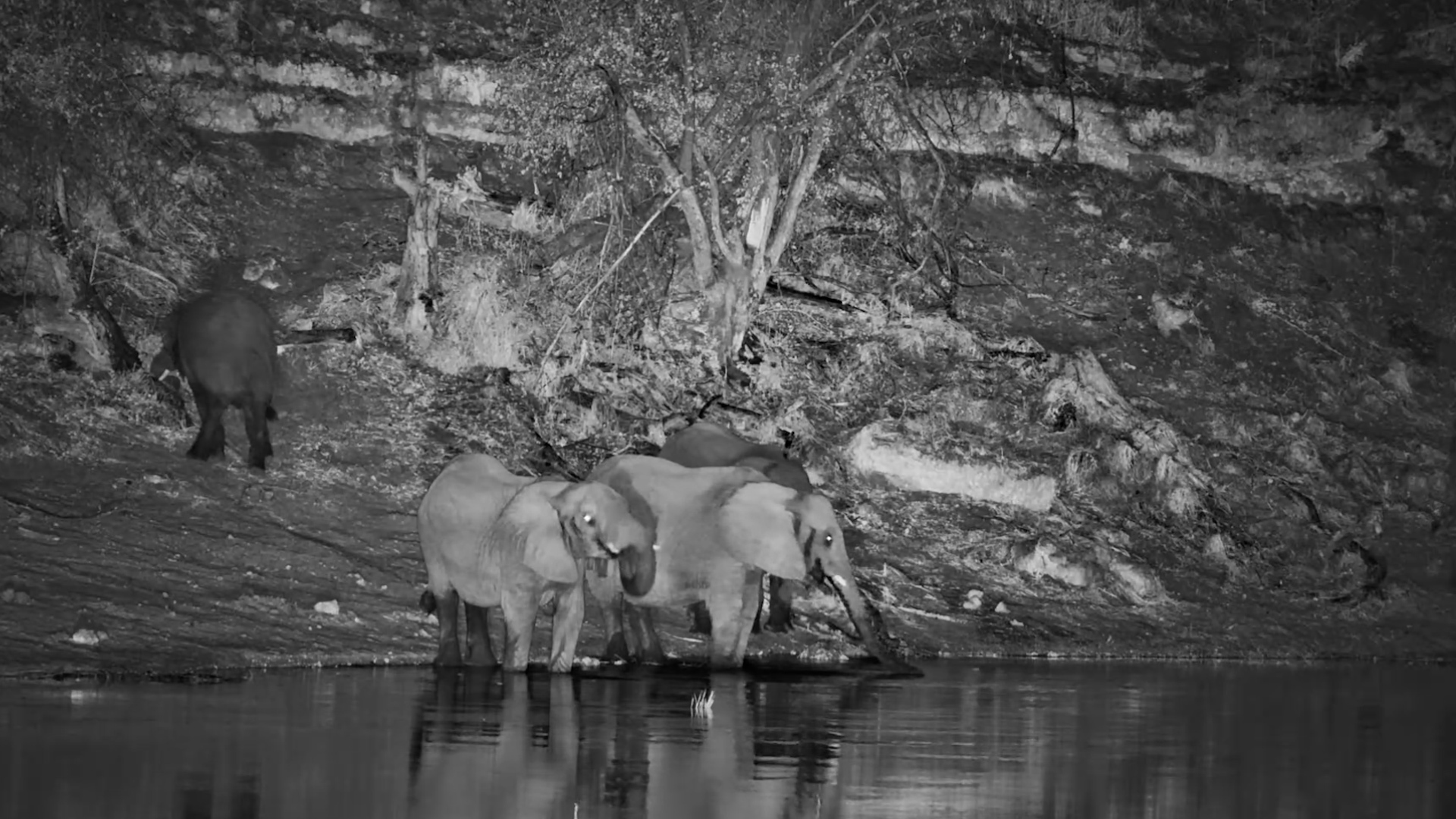 Elephants Head for the River After Dark