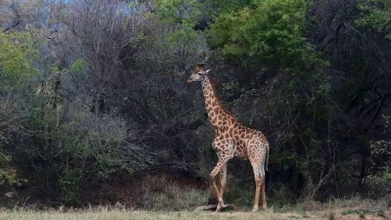 Giraffe Finds the Best Branches at Jabulani