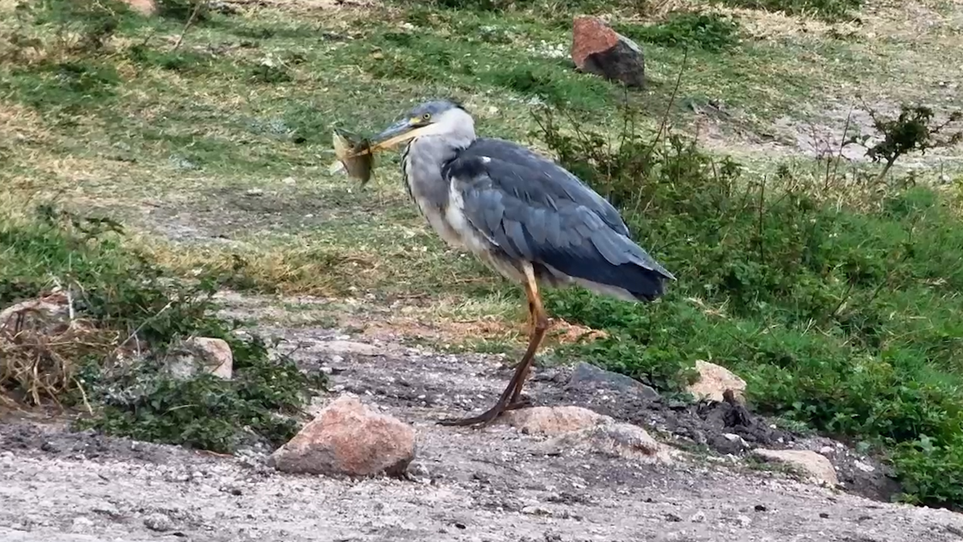 Heron Lands a Proper Catch