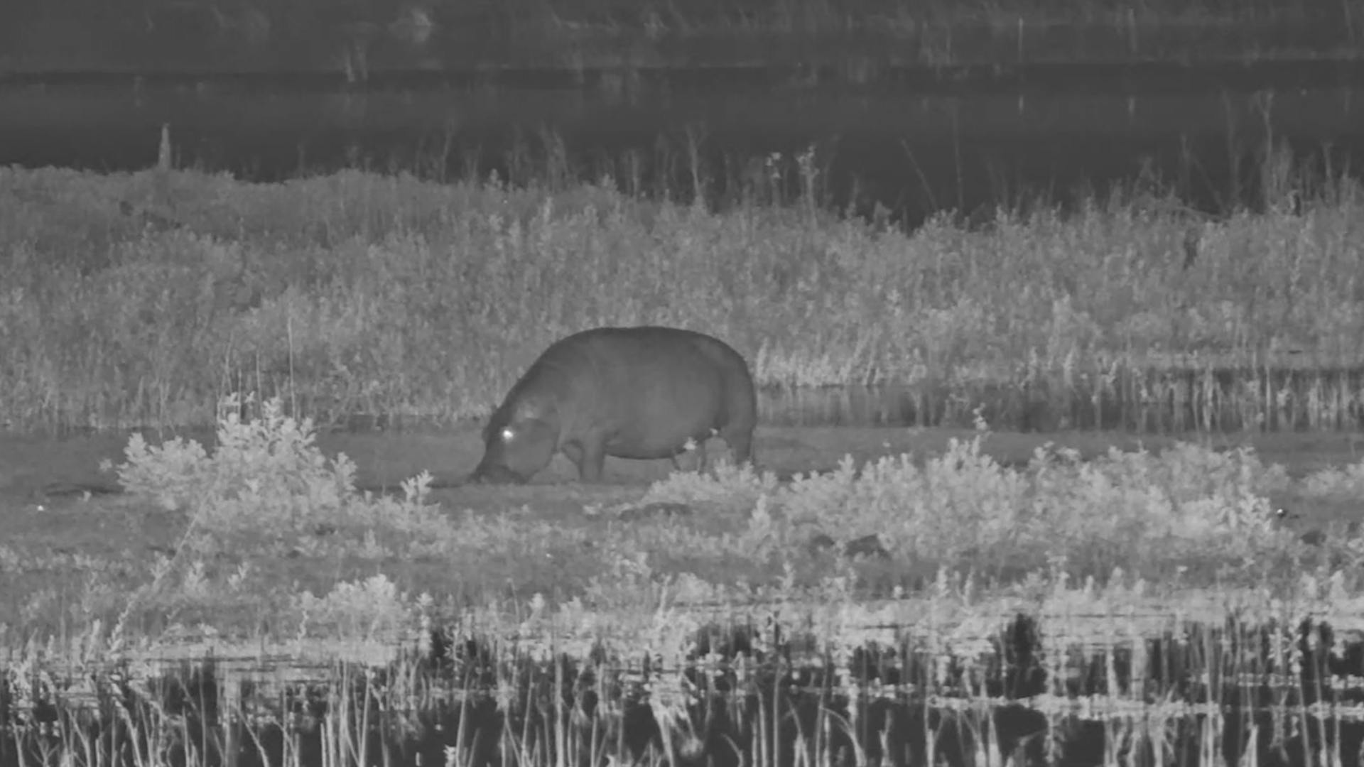 Hippo Enjoys a Night Out of the Water
