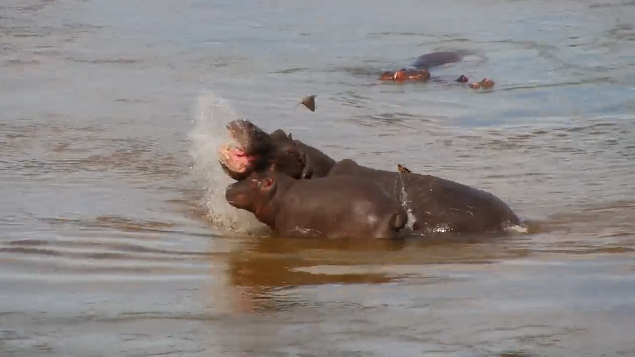 Hippo Gets Told to Move Along