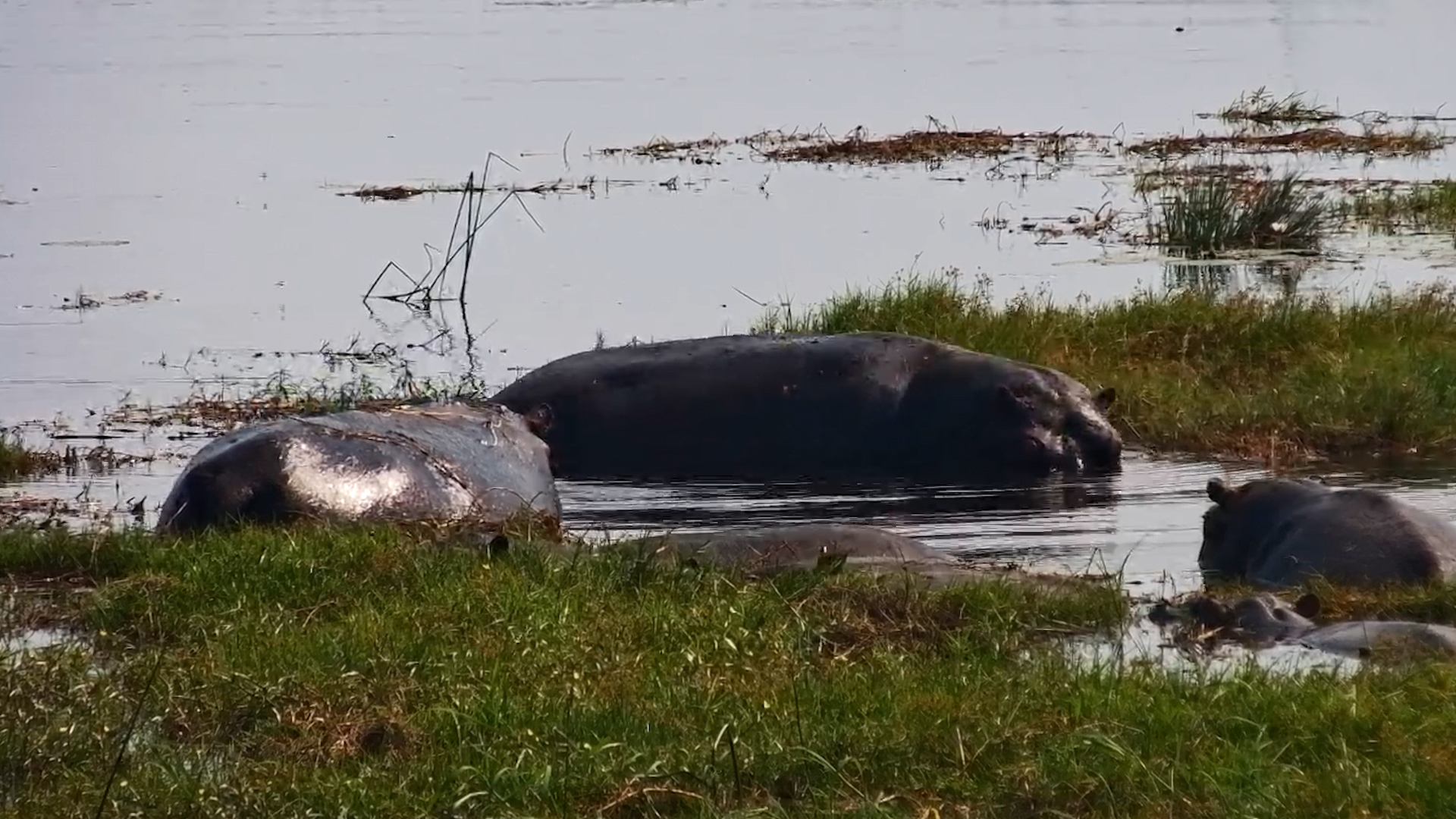 The Hippos Have Plenty to Say Today