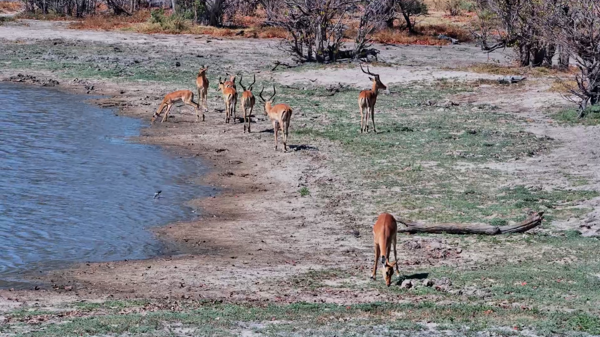 A Quiet Graze Along the Water’s Edge