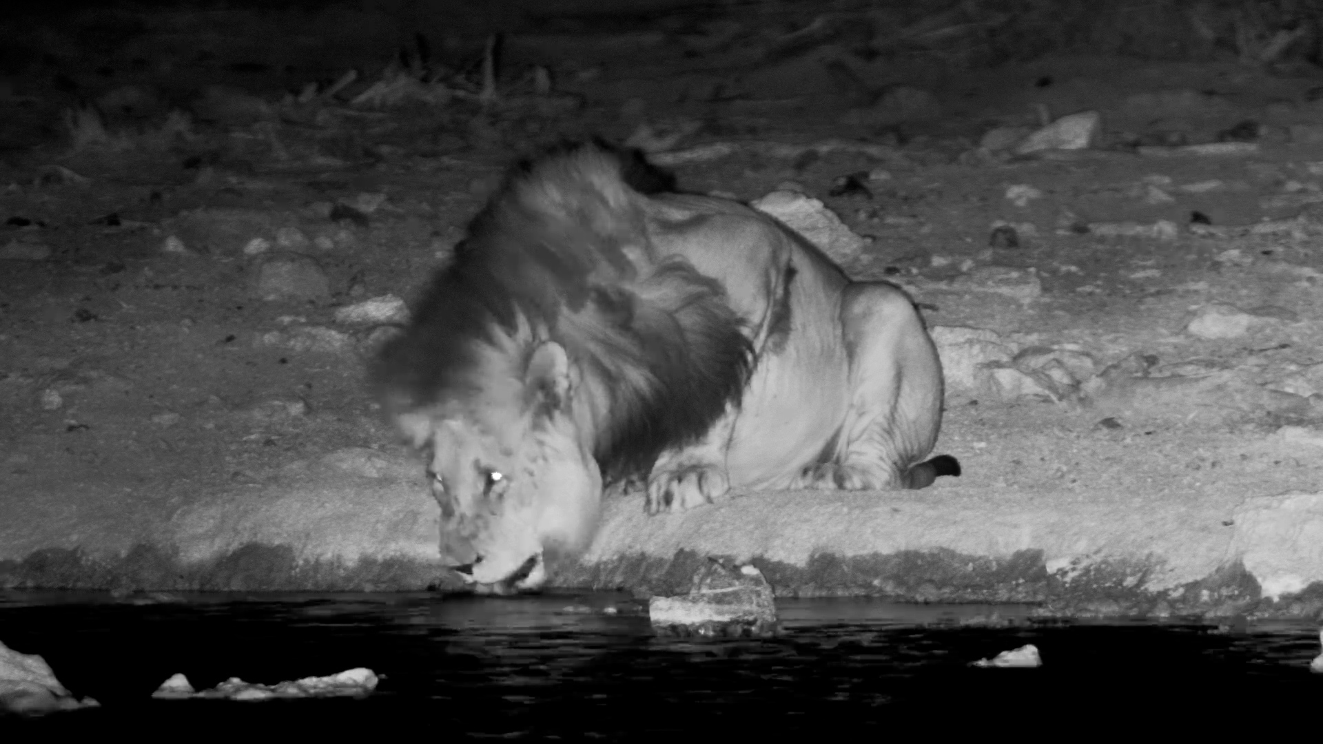 Big Male Lion Drops In for a Drink