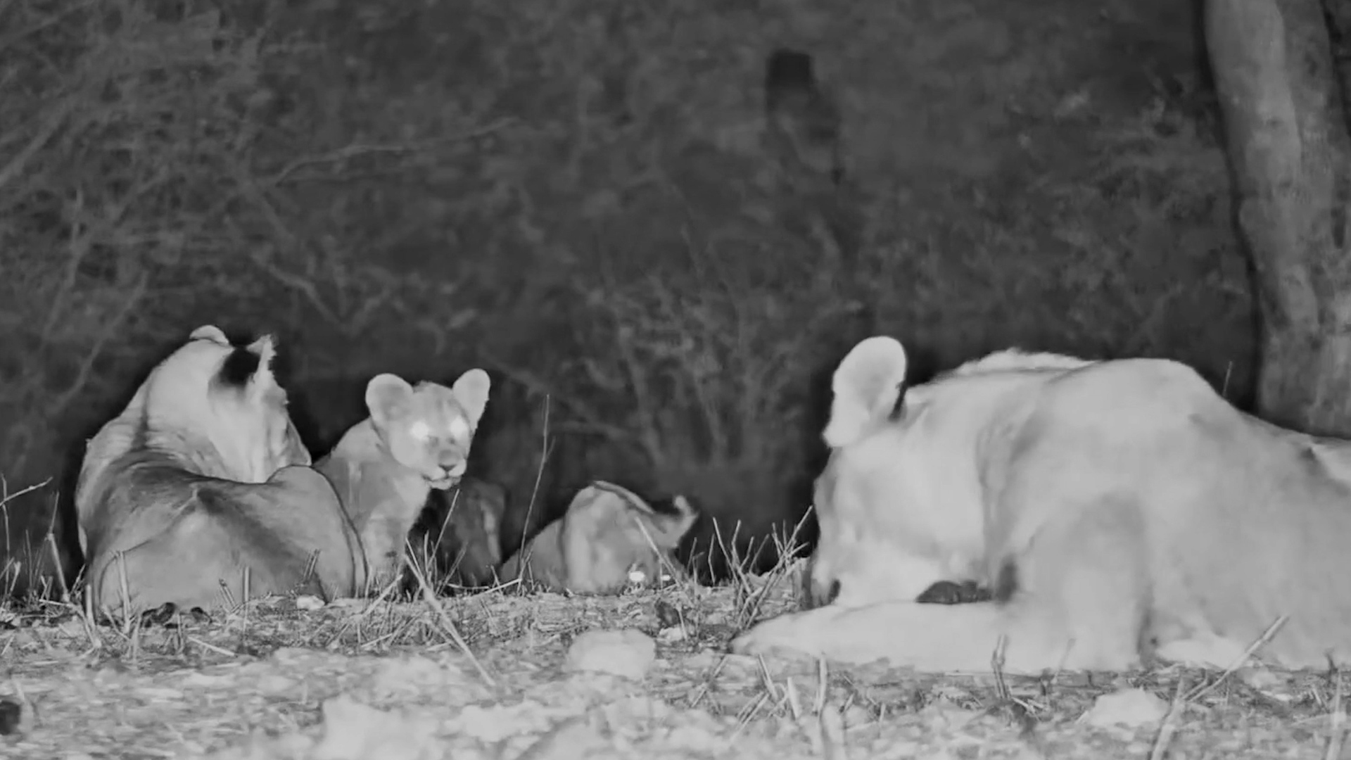 Family Time With a Soundtrack of Roars