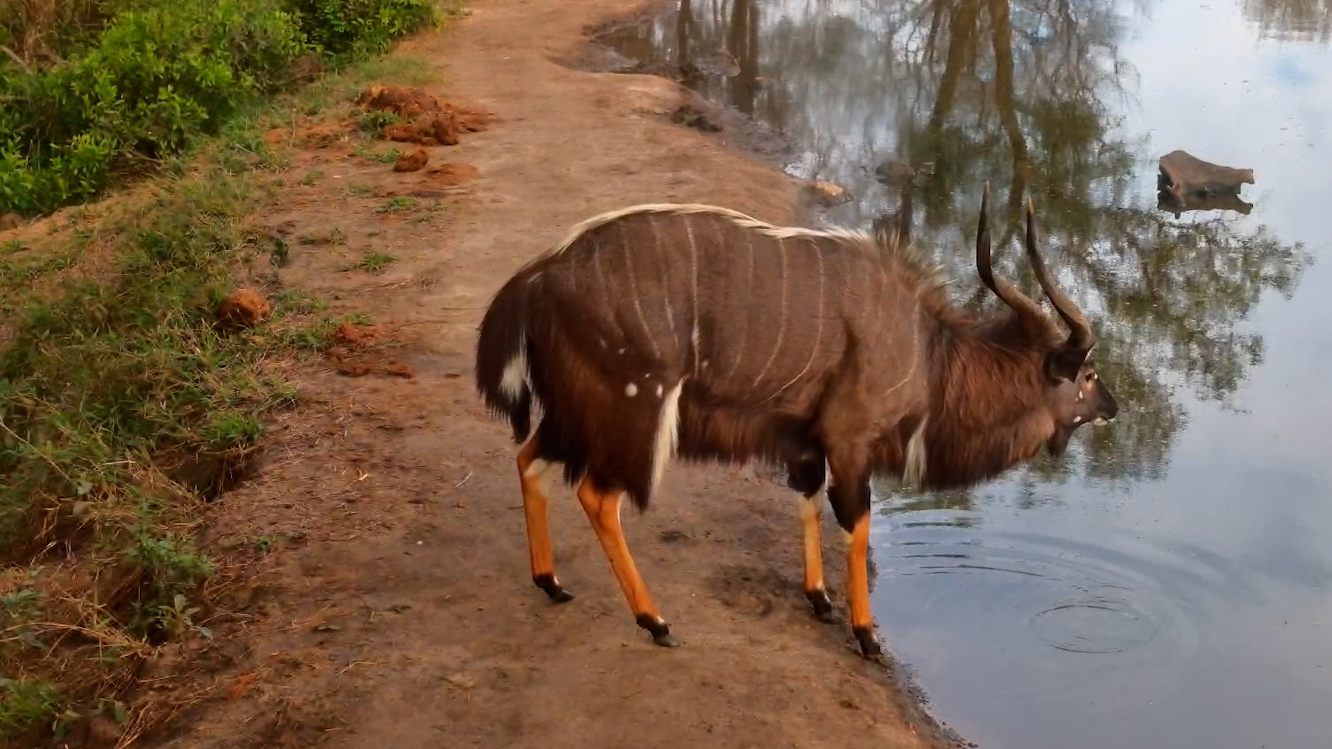 A Quiet Drink for This Nyala Bull