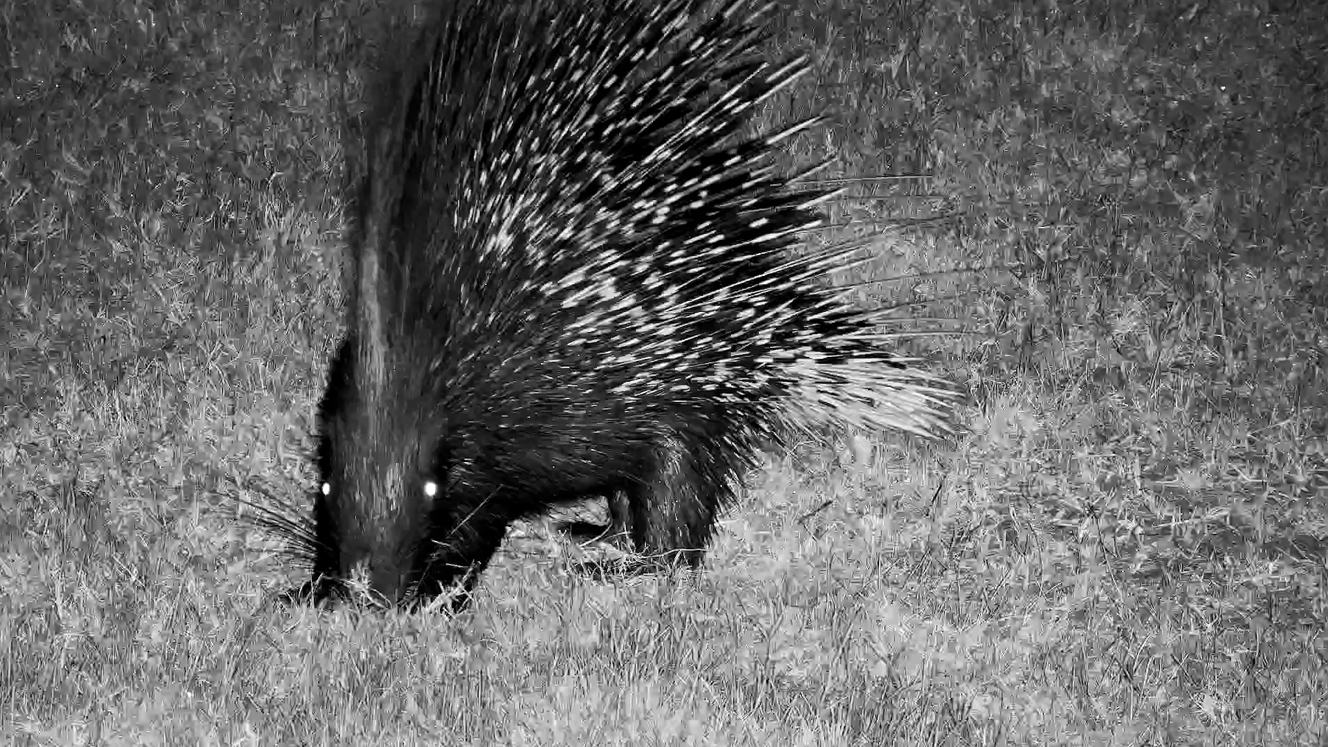 Porcupine Goes Looking for a Midnight Snack
