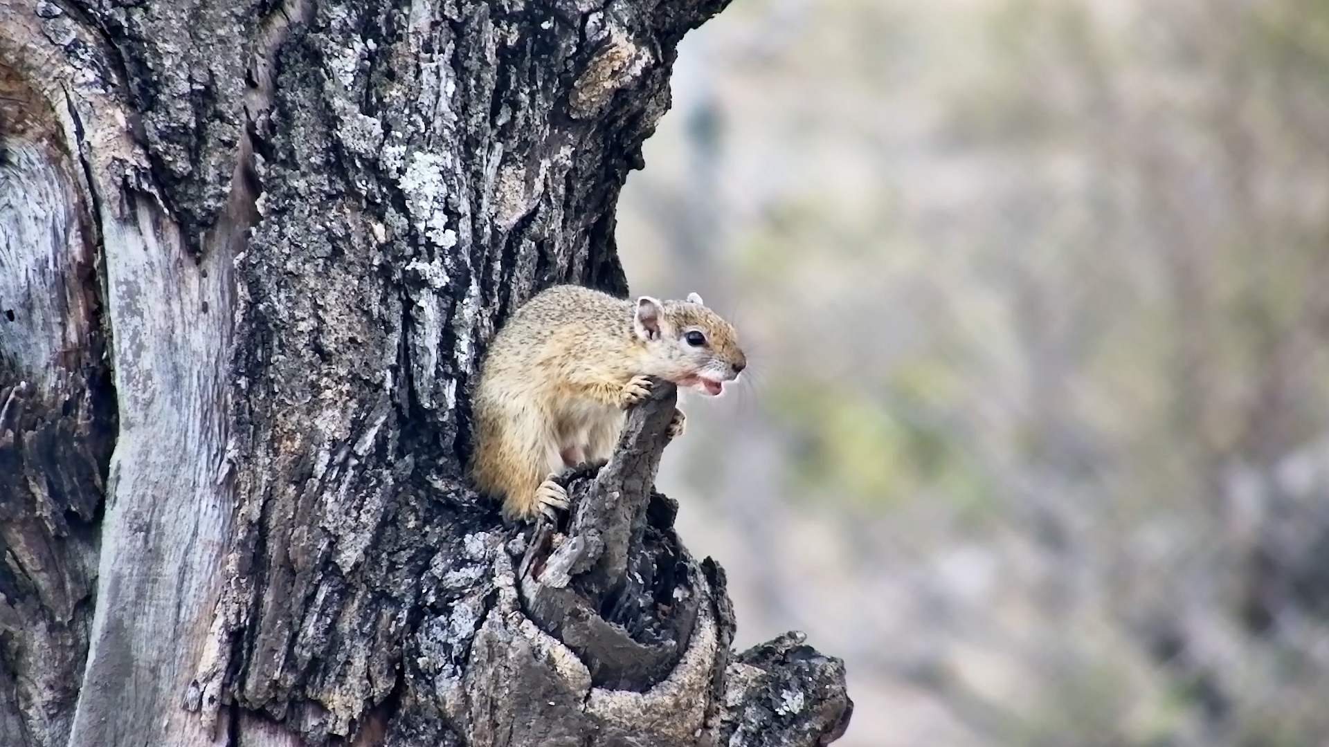 This Squirrel Has Something to Shout About