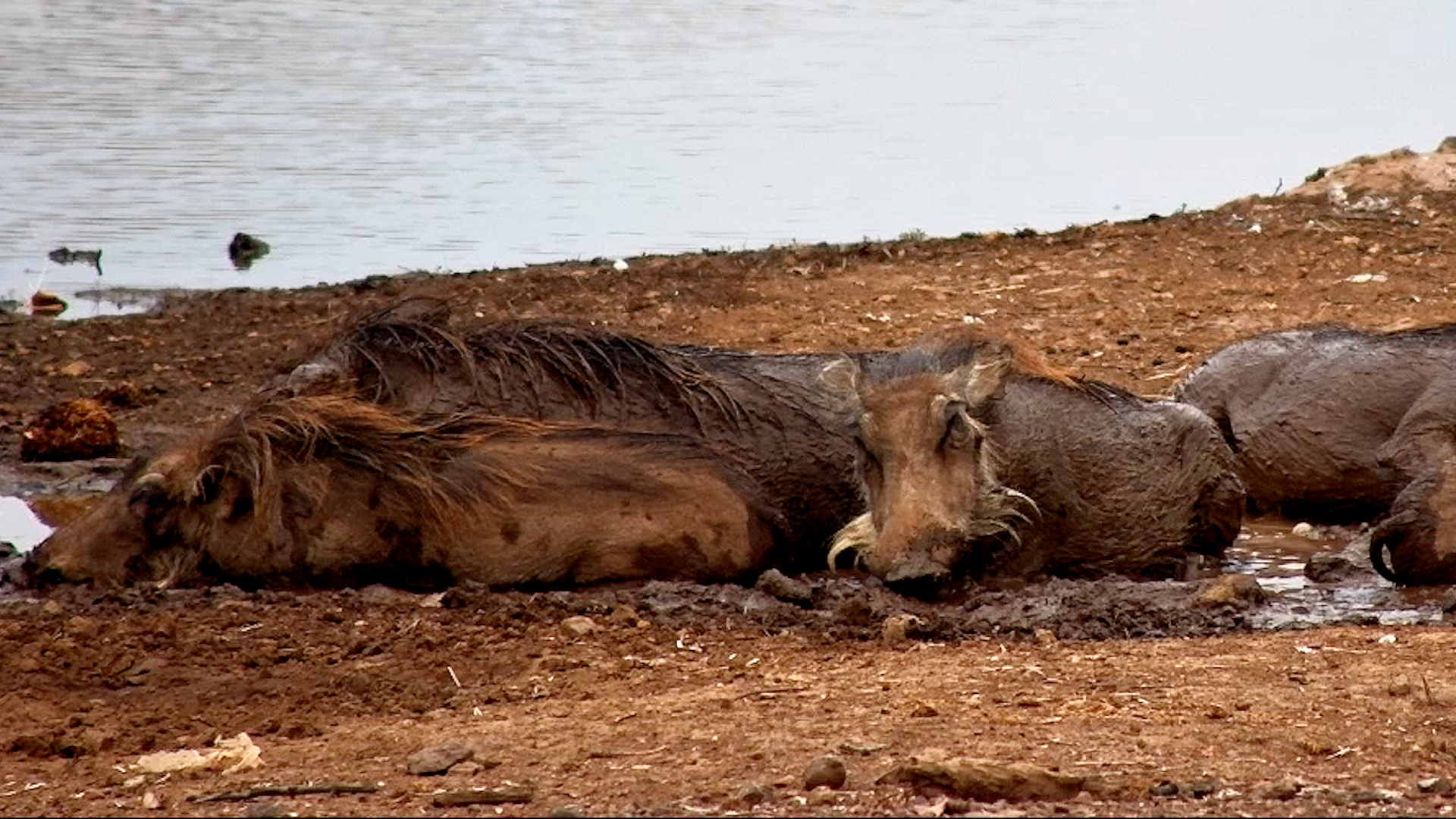 Warthogs Make a Mud Bath a Family Affair