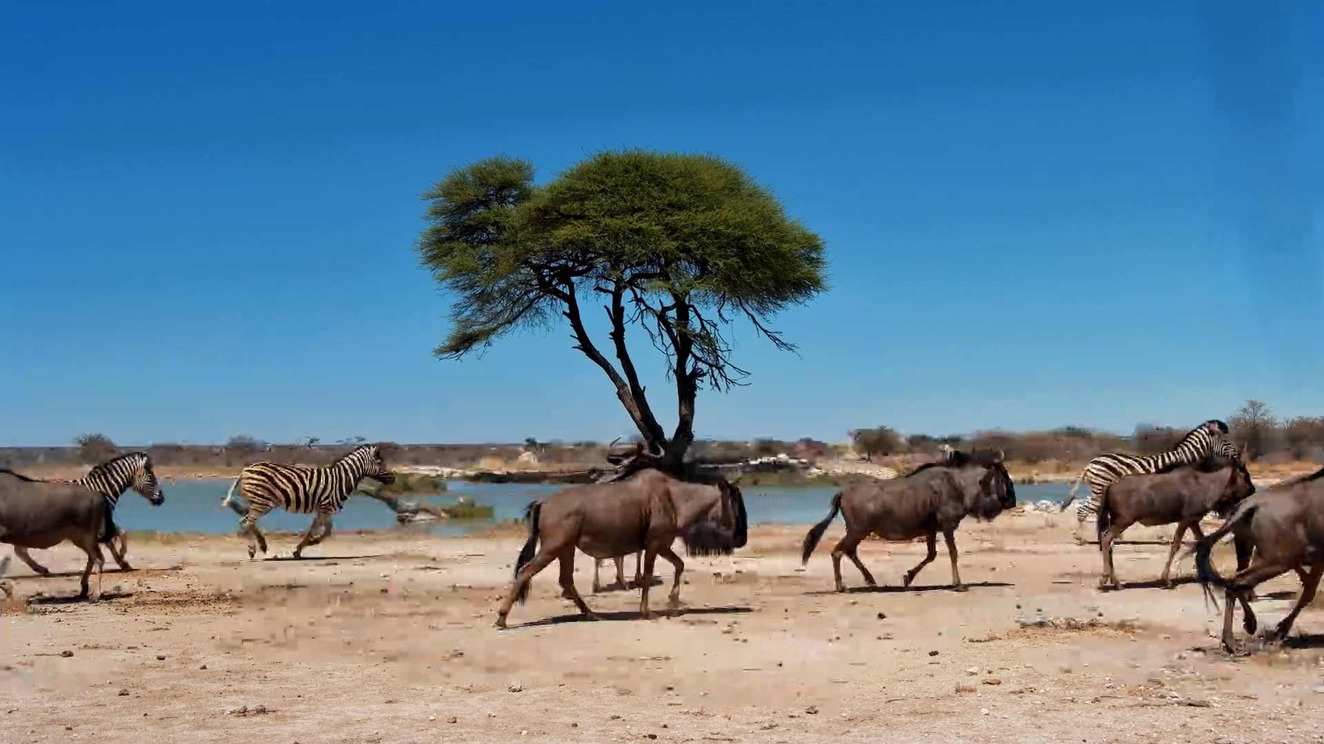 Did These Wildebeest Just Spook Themselves?