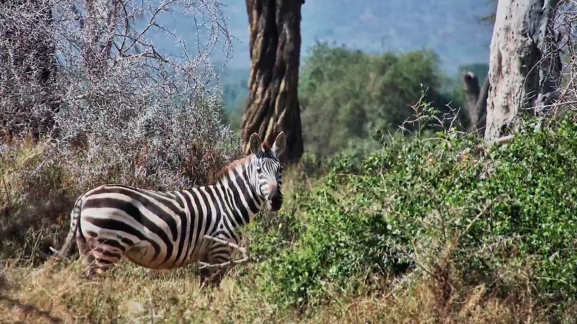 Zebra Wanders Beneath the Fever Trees