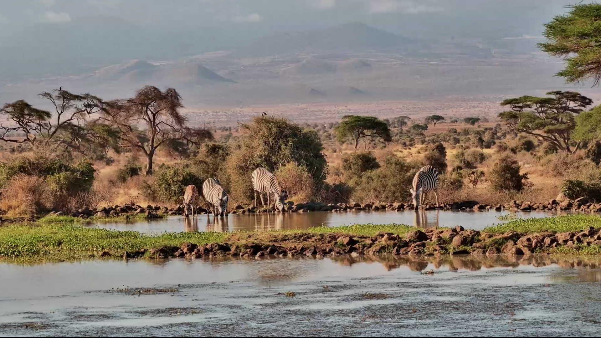 Zebras Gather for a Drink at Tortilis