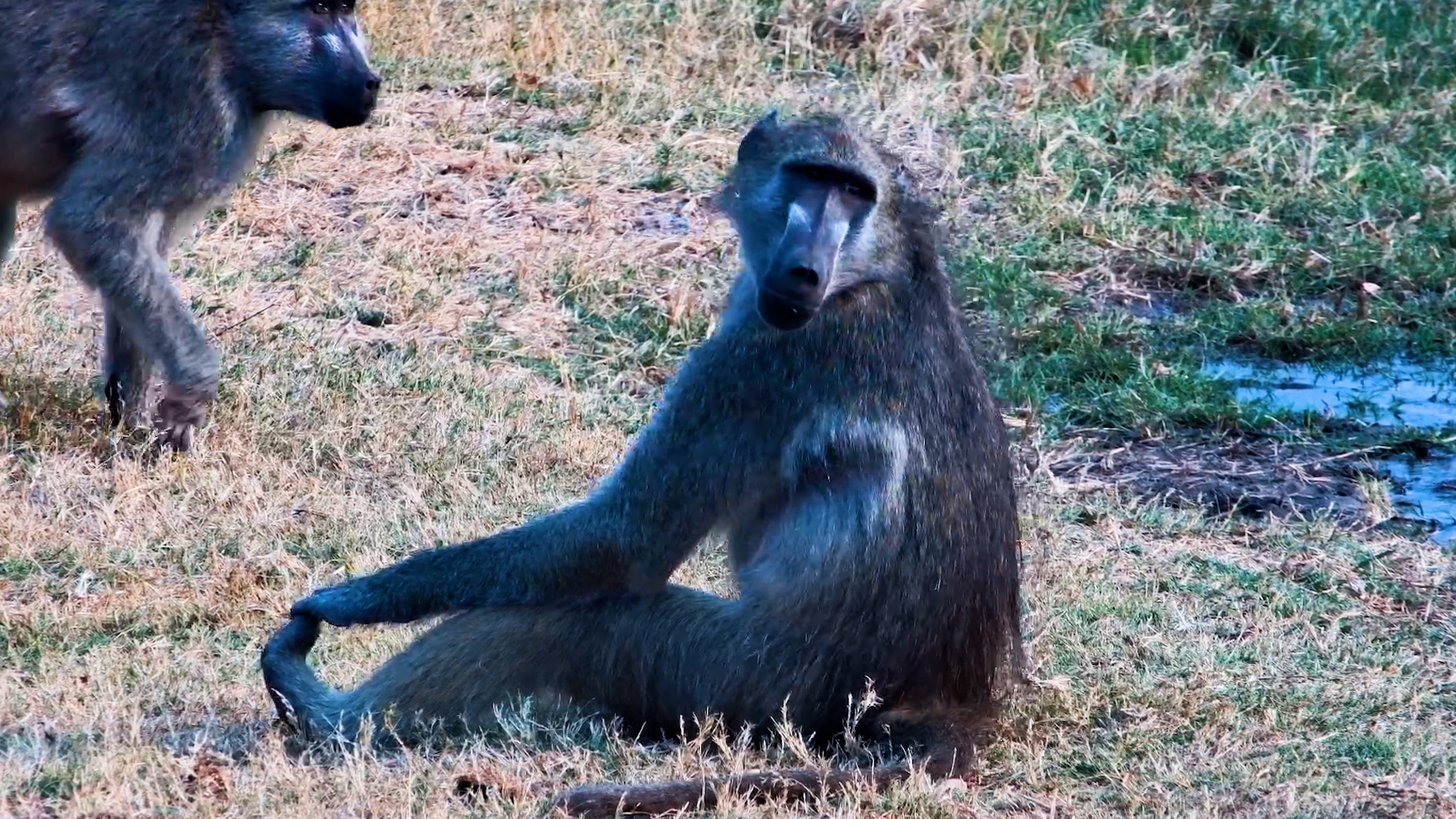 This Baboon Has Reached Maximum Relaxation