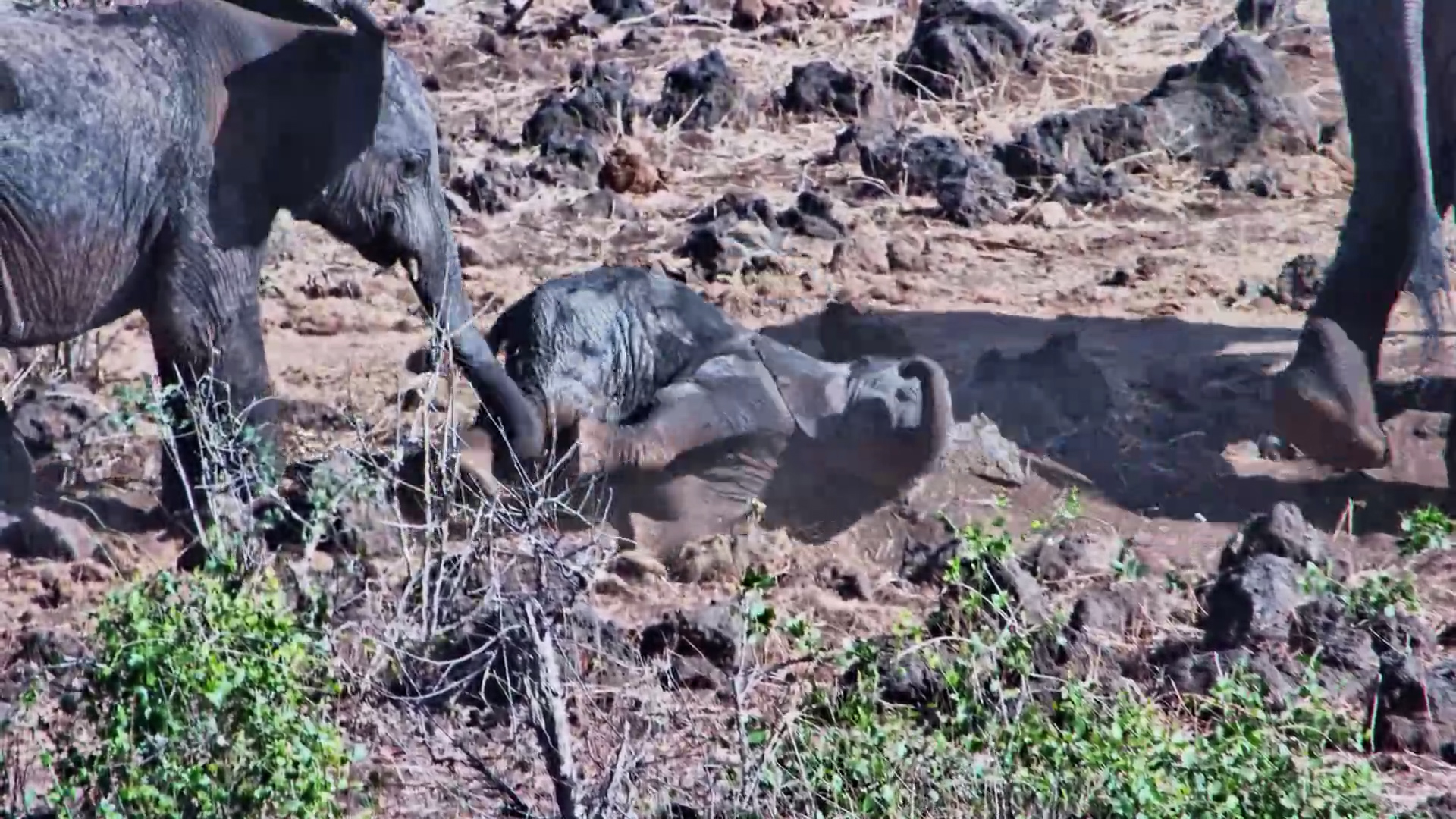 Little Elephant Takes an Adorable Tumble Mid-Dust Bath