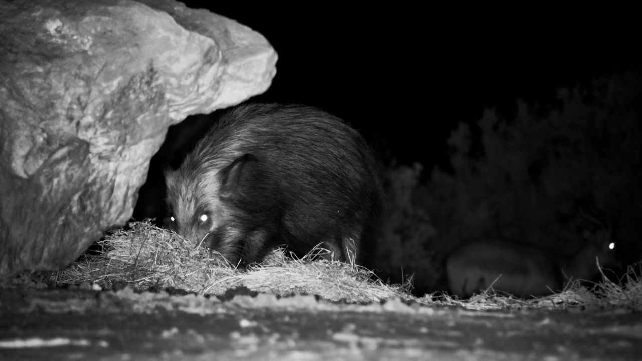 A Hungry Bushpig Goes Foraging in the Dead of Night