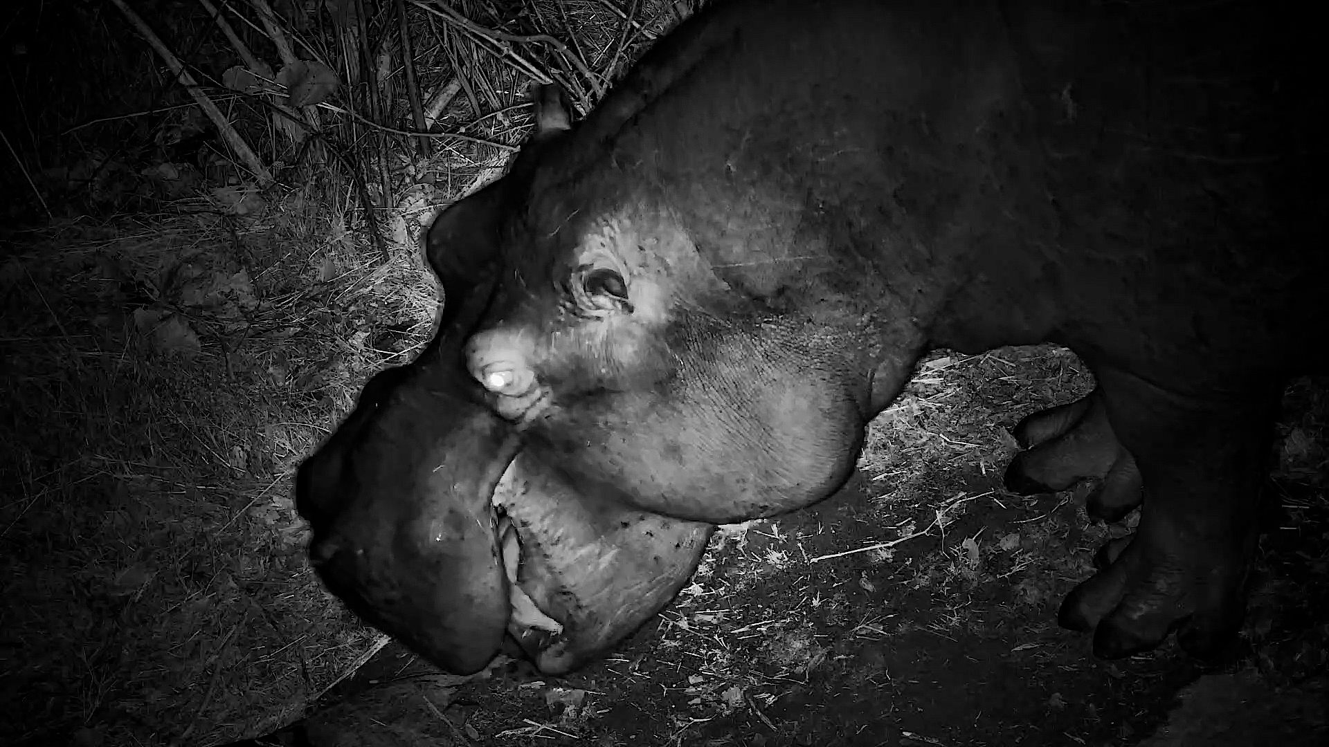 Two African Heavyweights Cross Paths in the Darkness