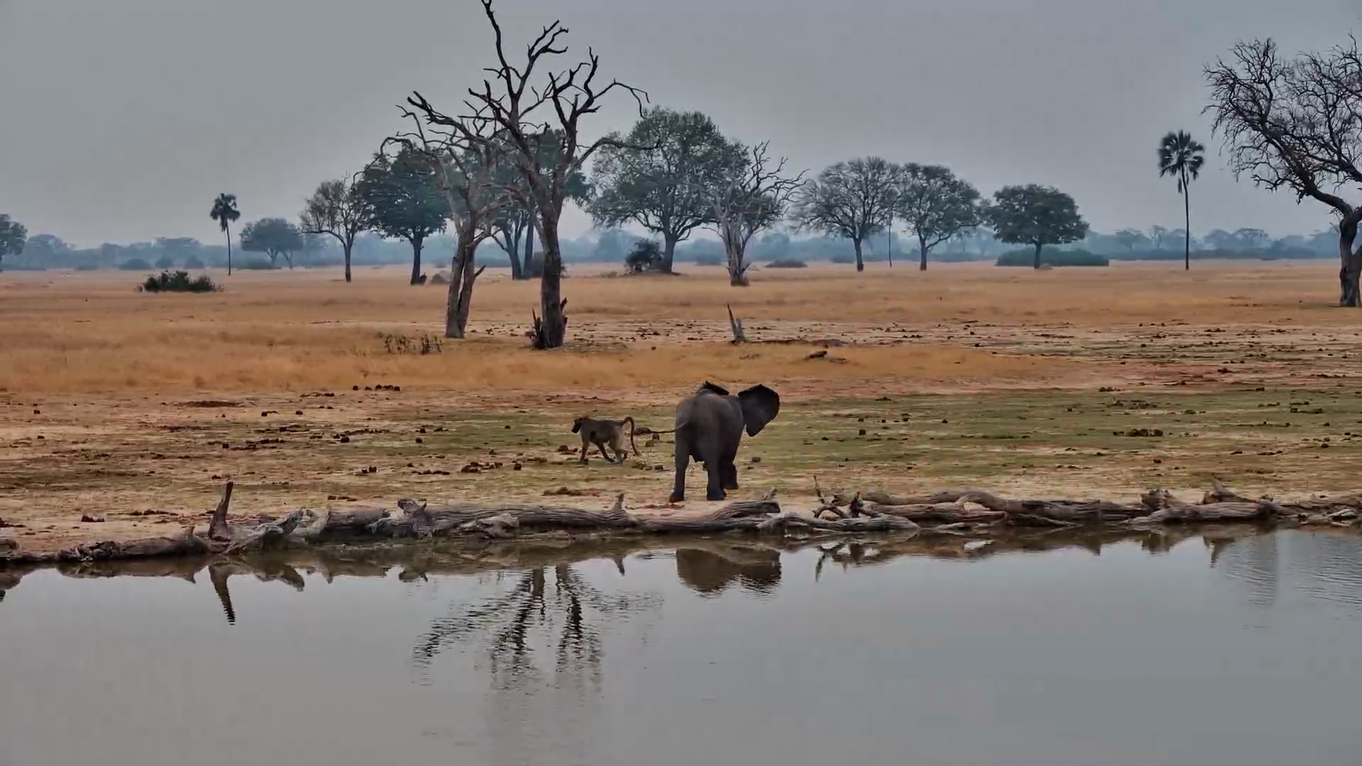Baby Elephant Tries to Scare a Baboon... It Completely Fails