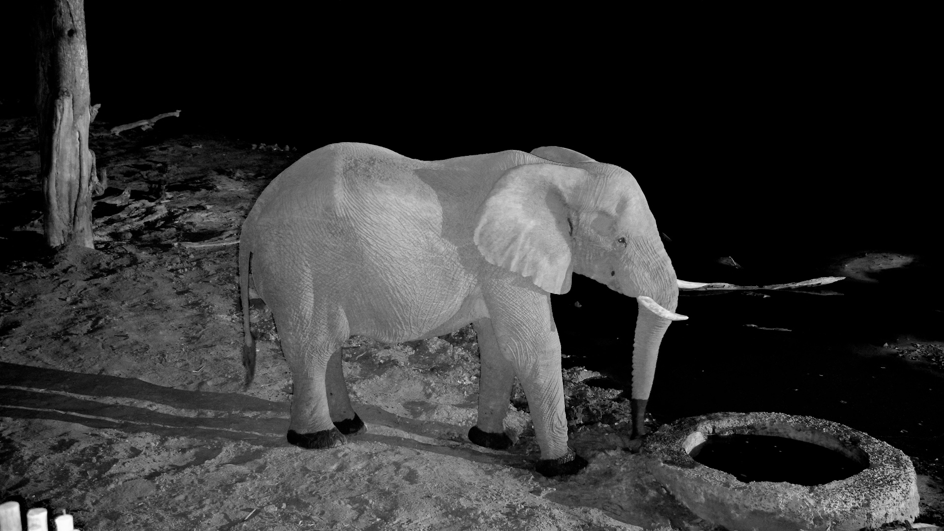 Just One Elephant & a Waterhole in the Dead of Night