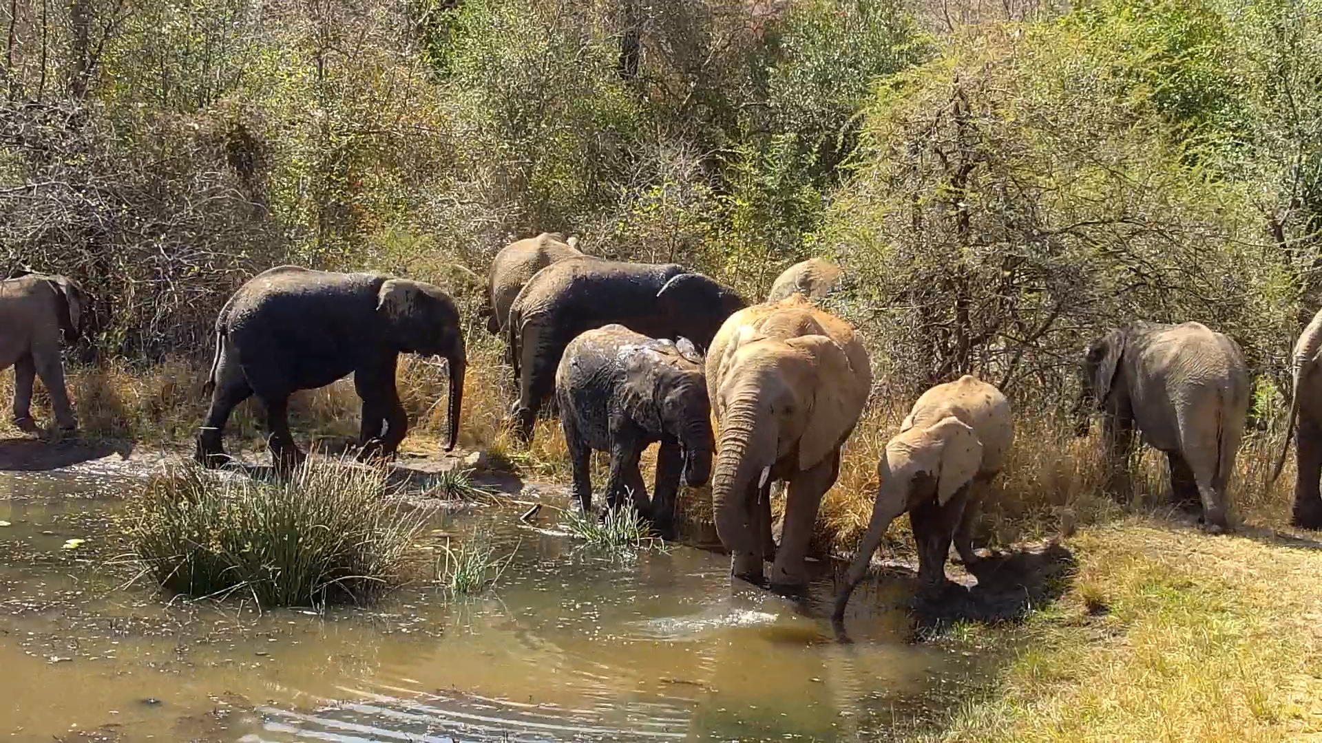 When the Whole Elephant Family Stops for a Splash!