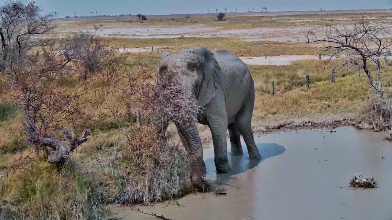 An Elephant's Trunk Is the Ultimate Search Tool