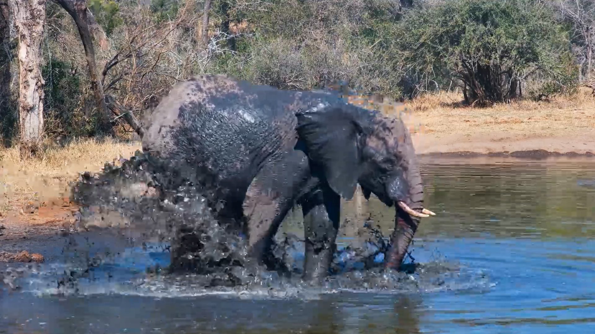 This Elephant Wastes NO Time Cooling Off!
