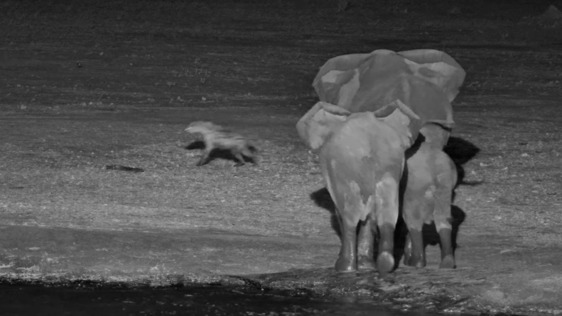 Elephants Are NOT Happy When a Hyena Clan Shows Up