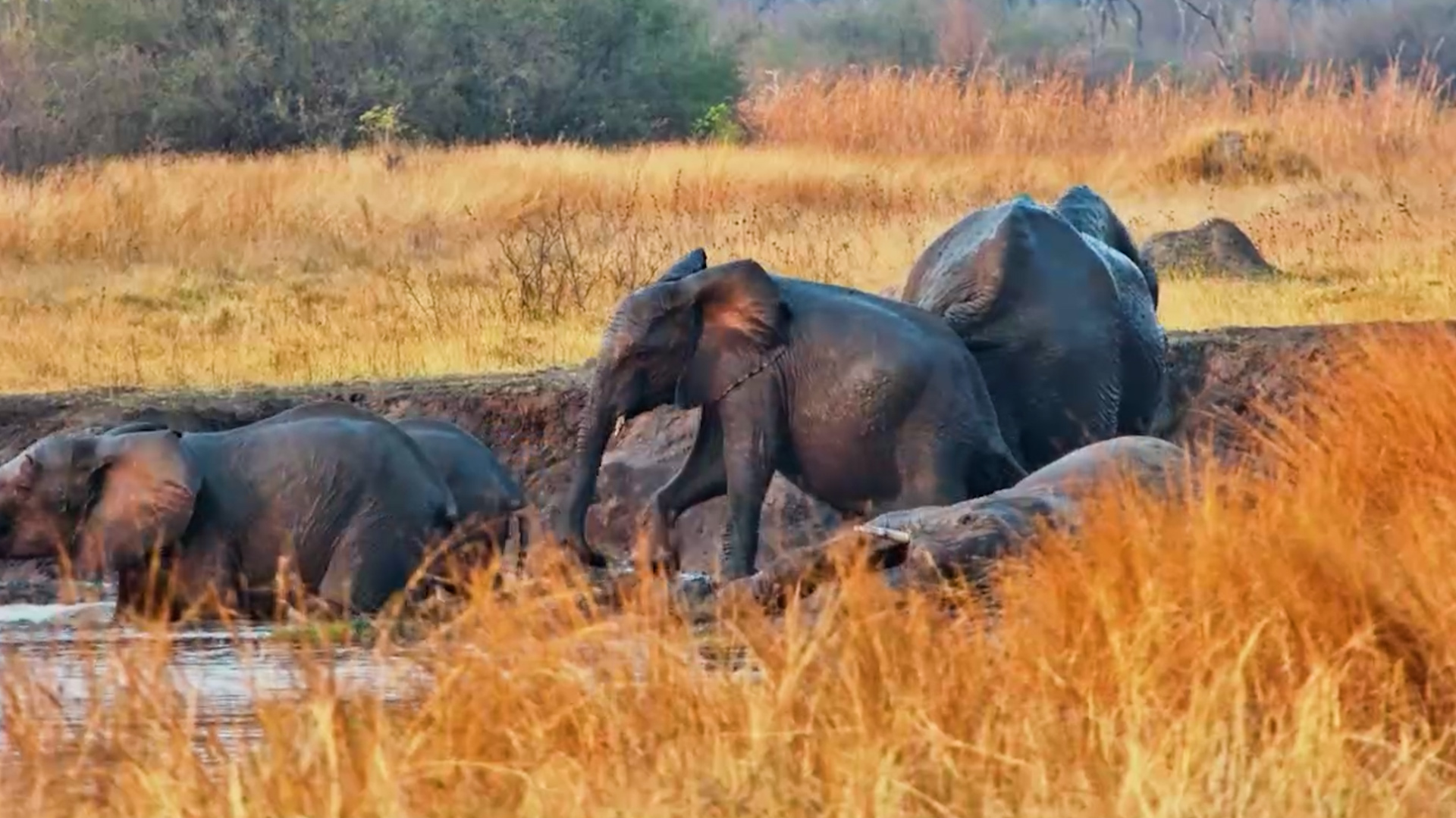 Elephants Turn to the Mud to Beat the Heat