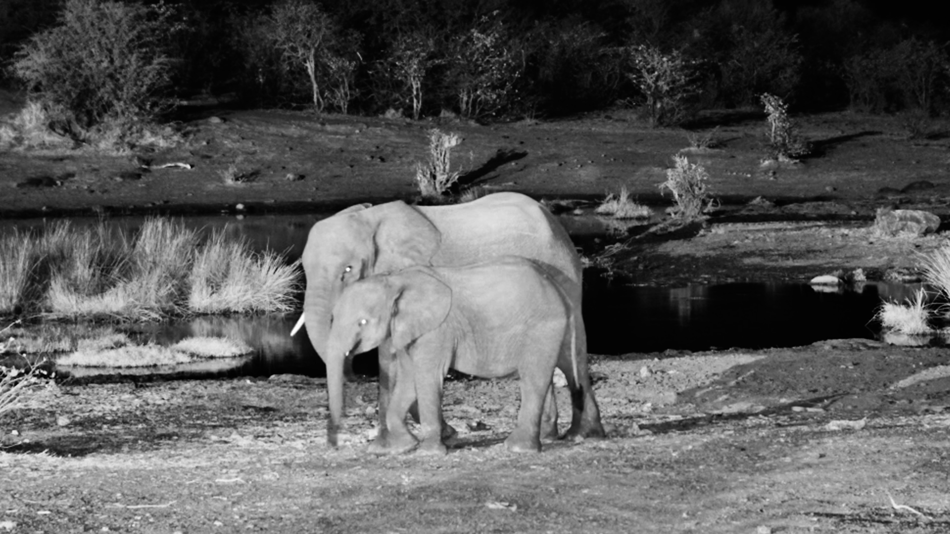 After Dark, the Waterhole Belongs to the Elephants