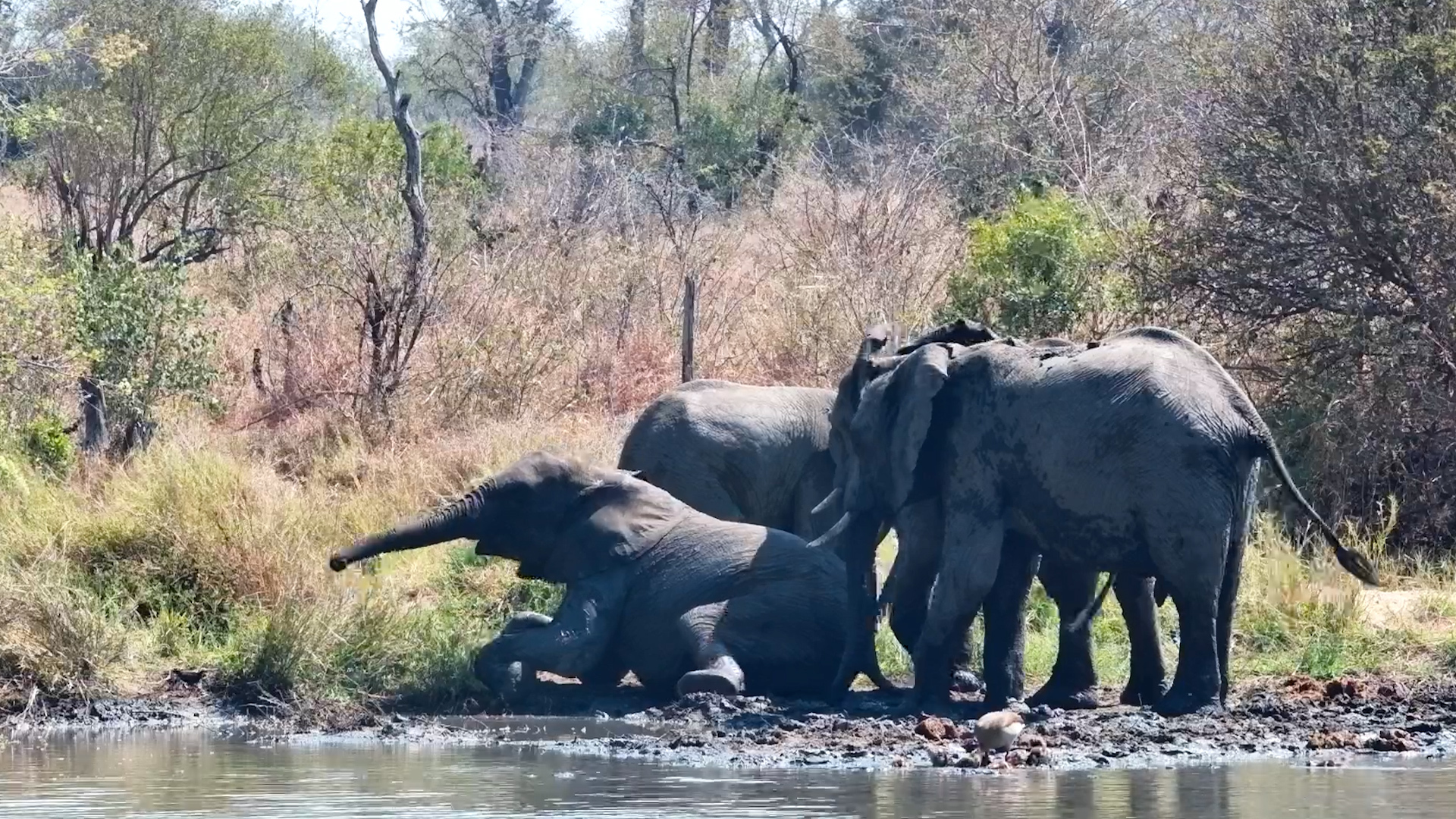Elephant Herd Turns the Mud Into a Playground!