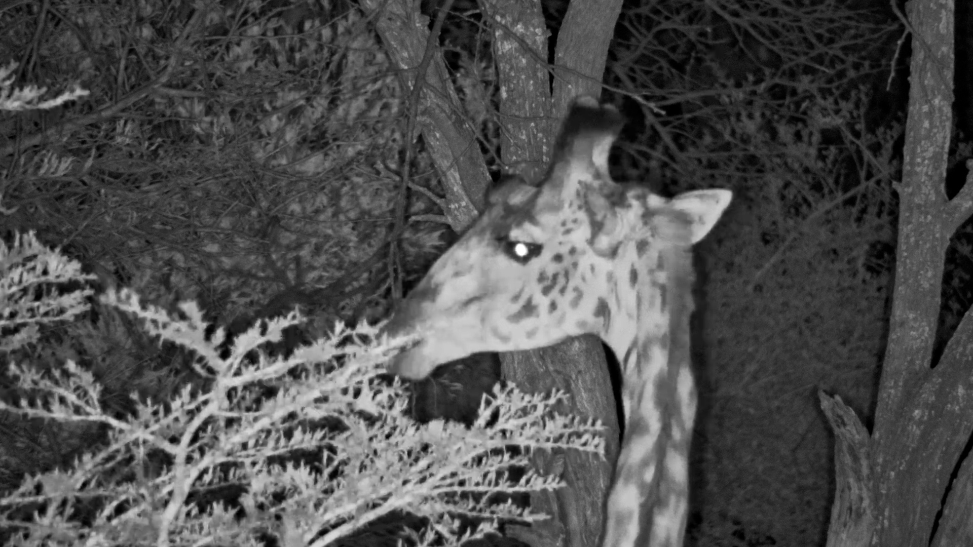 Giraffe Arrives After Dark With Snacks on Its Mind