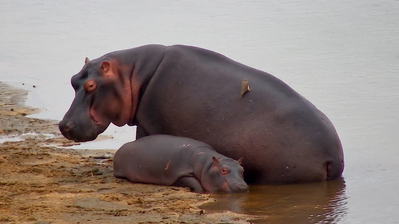 Something Seems Wrong With This Baby Hippo's Leg