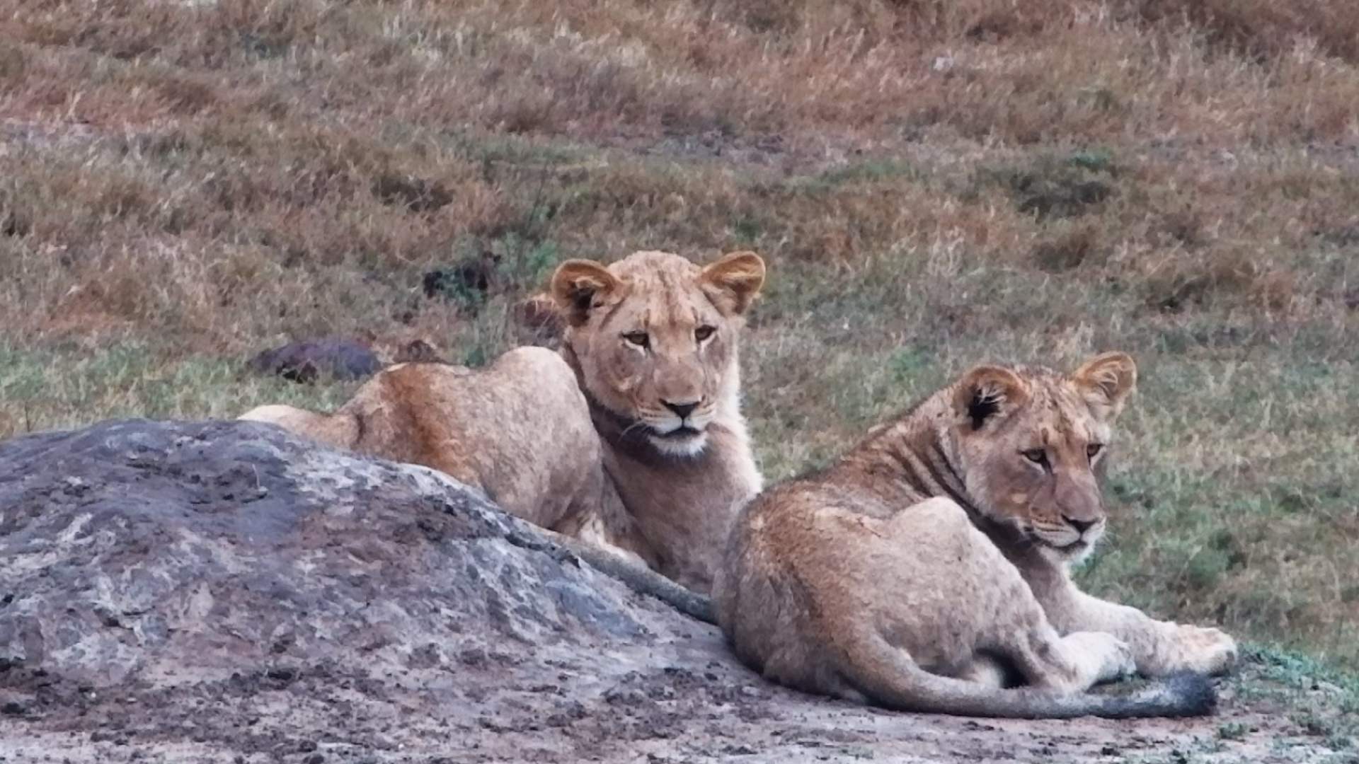 Tembe's Lions Are Officially Off Duty