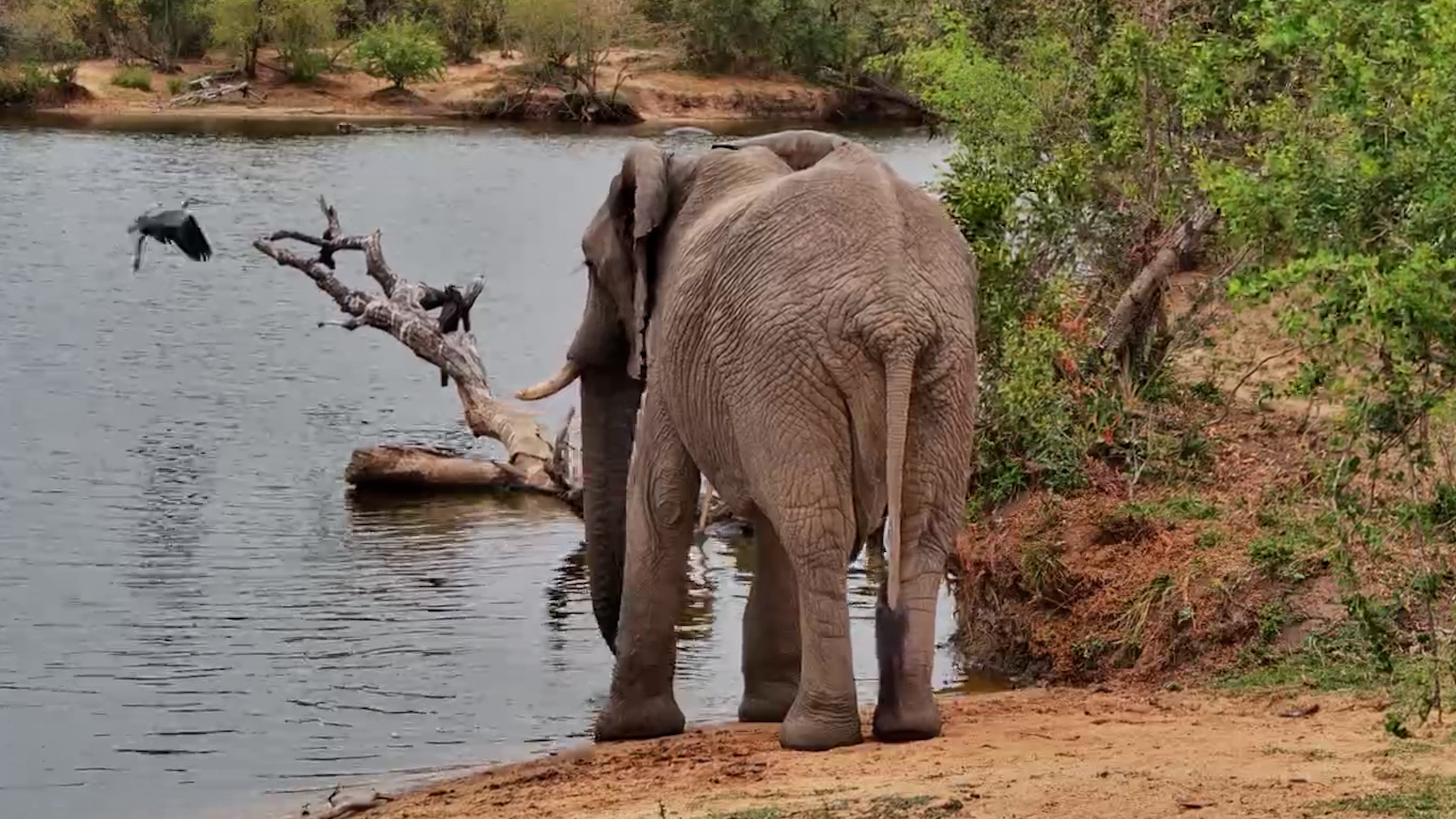 A Lone Elephant Enjoys a Peaceful Drink