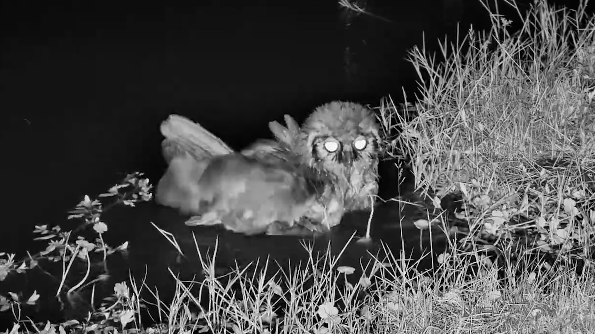 Verreaux's Eagle-Owl Has a Midnight Bath!
