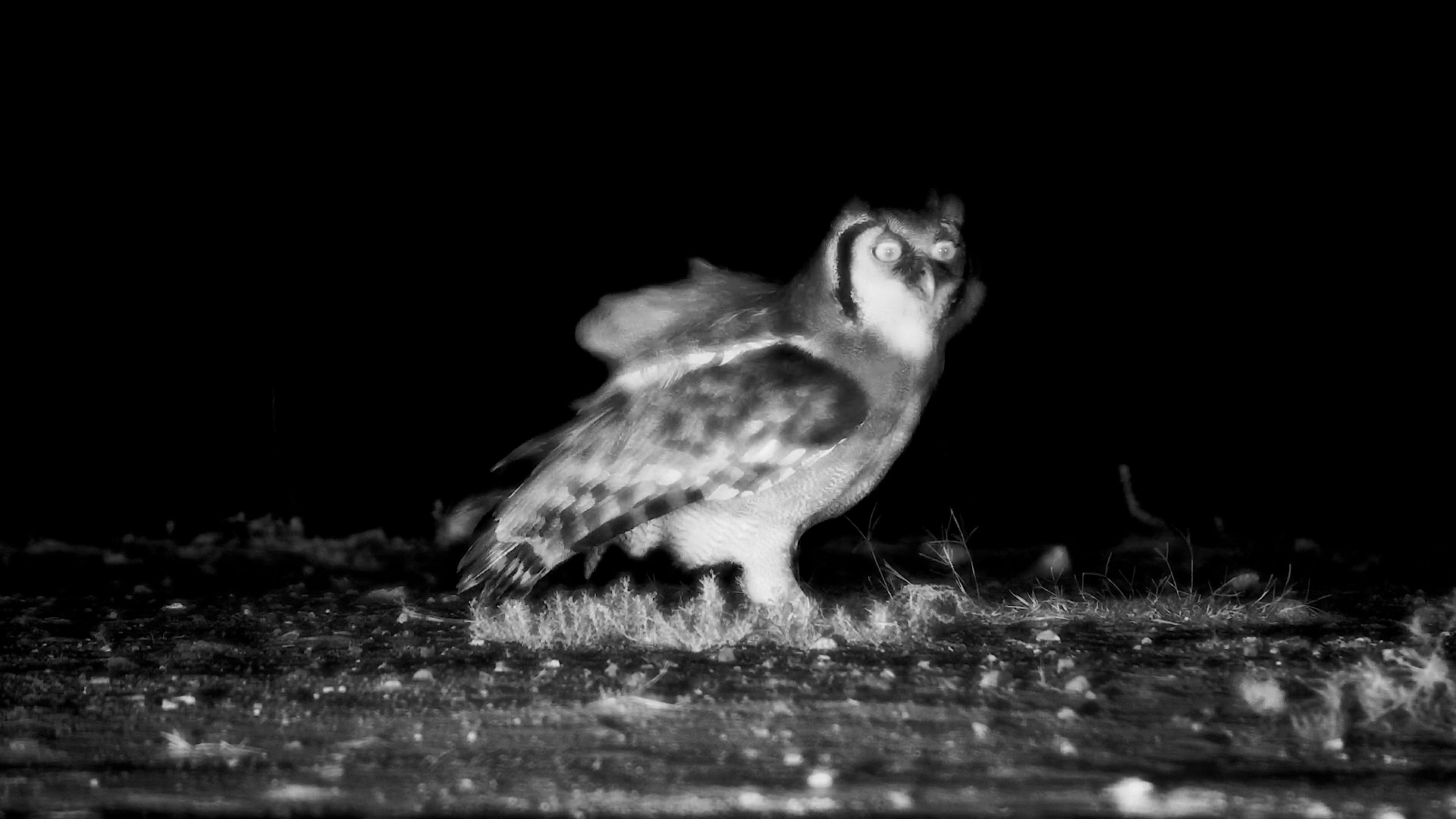 Verreaux's Eagle-Owl Caught Eating a Mystery Meal After Dark!